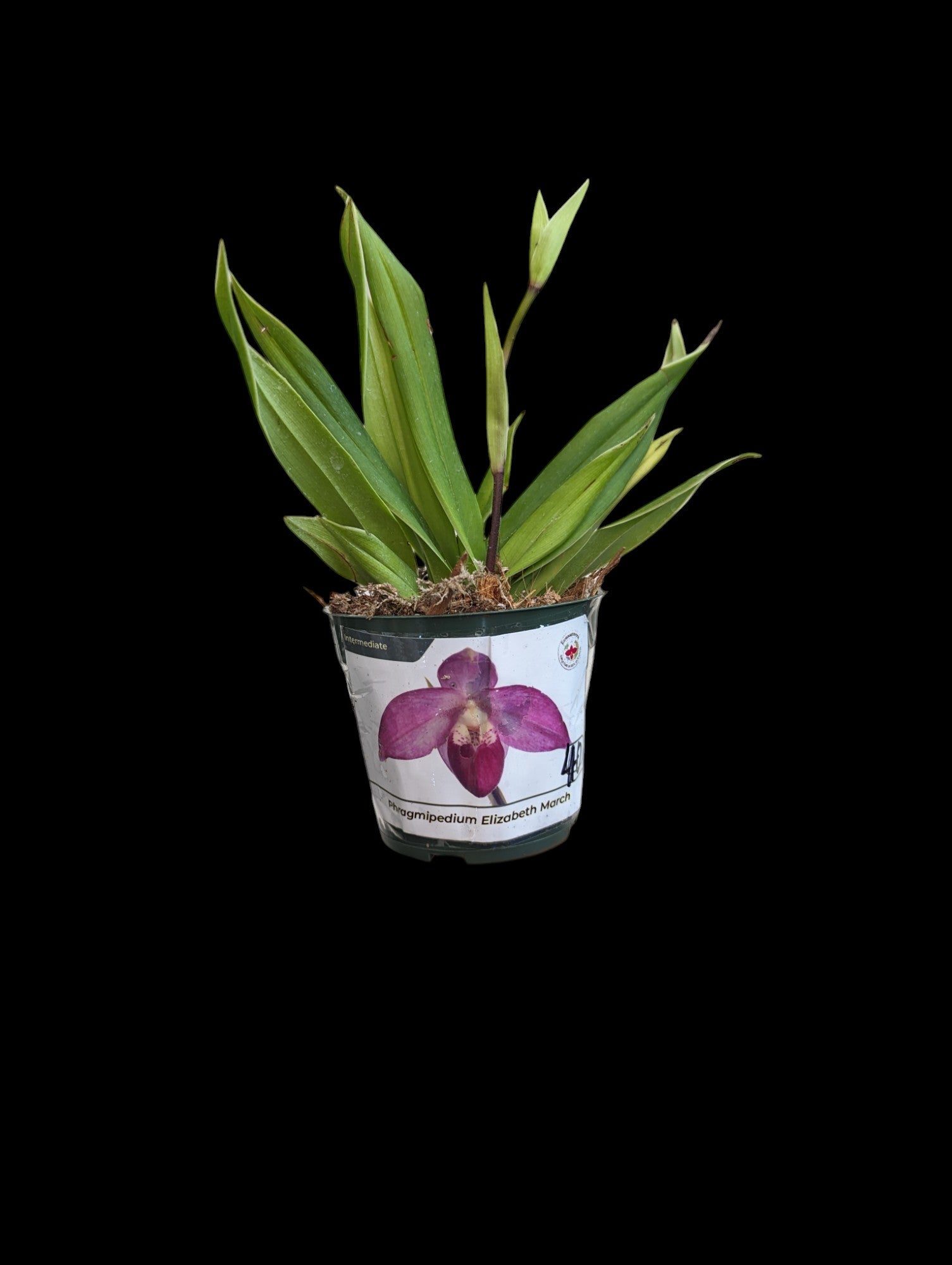 Phragmipedium Elizabeth March