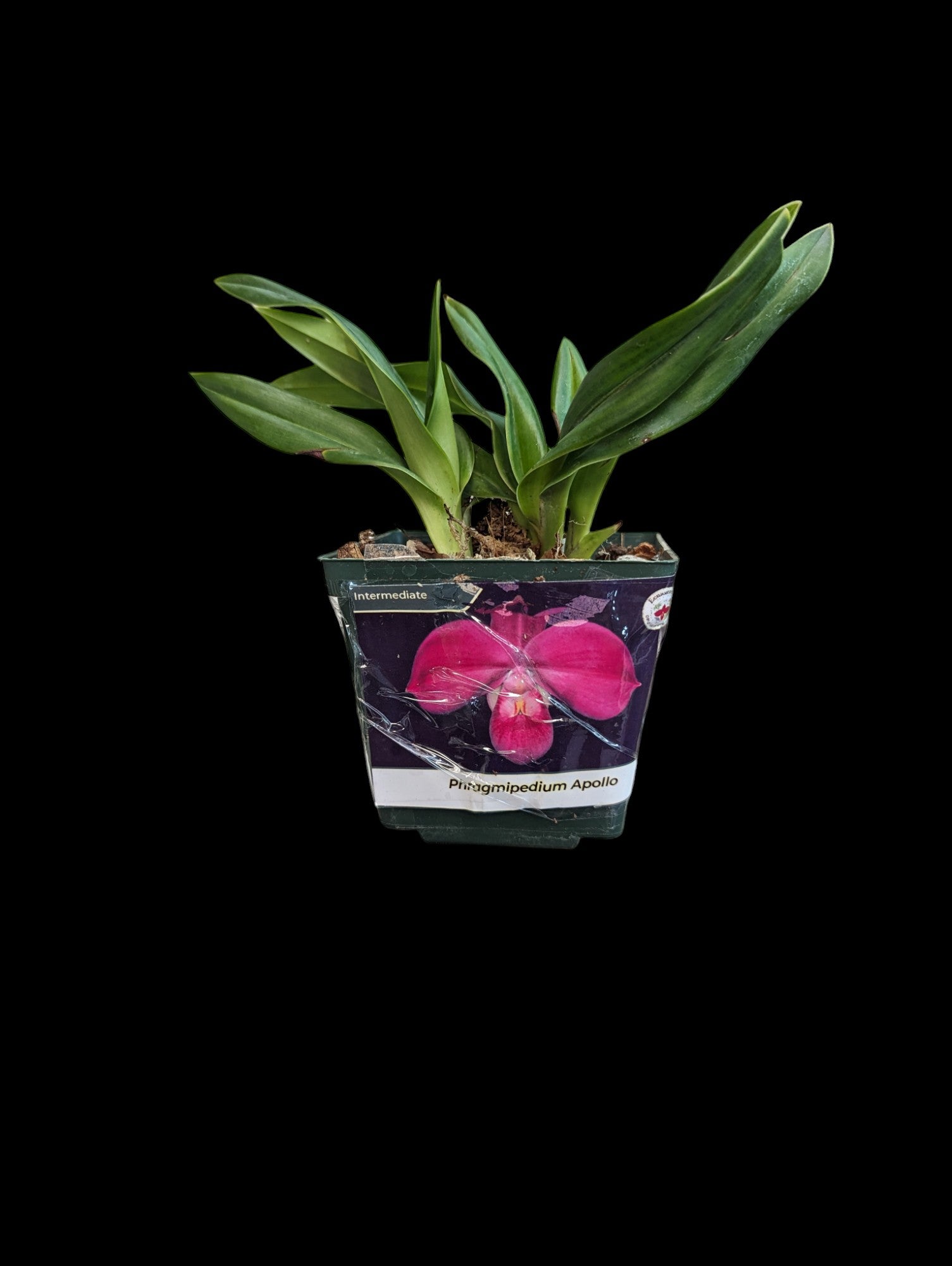 Phragmipedium Apollo