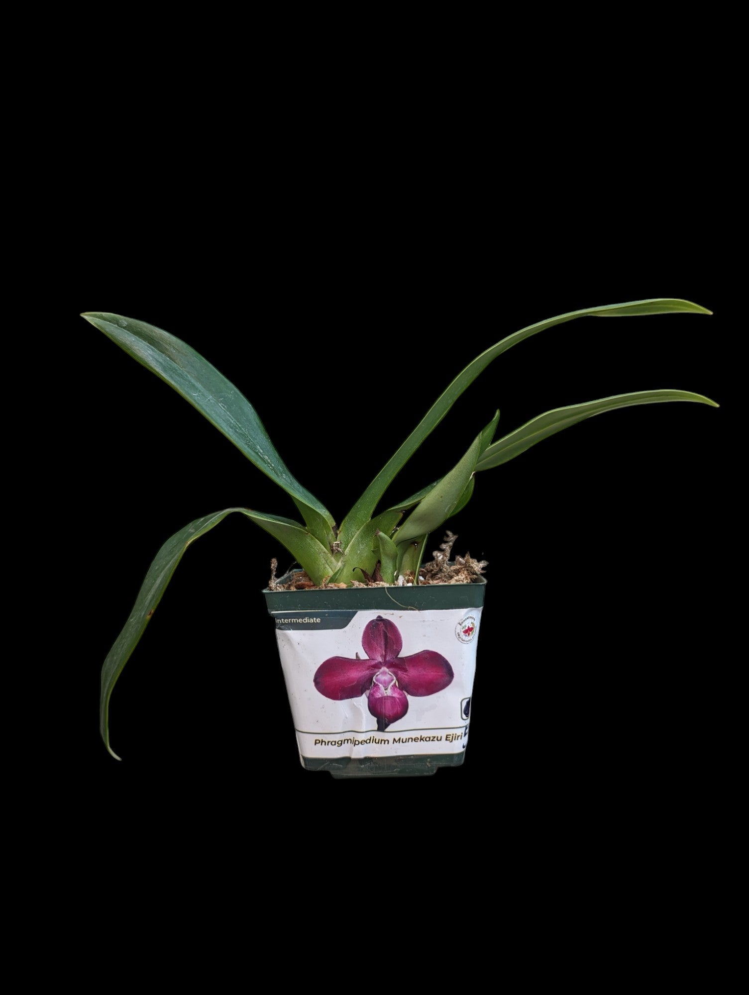 Phragmipedium Munekazu Ejiri