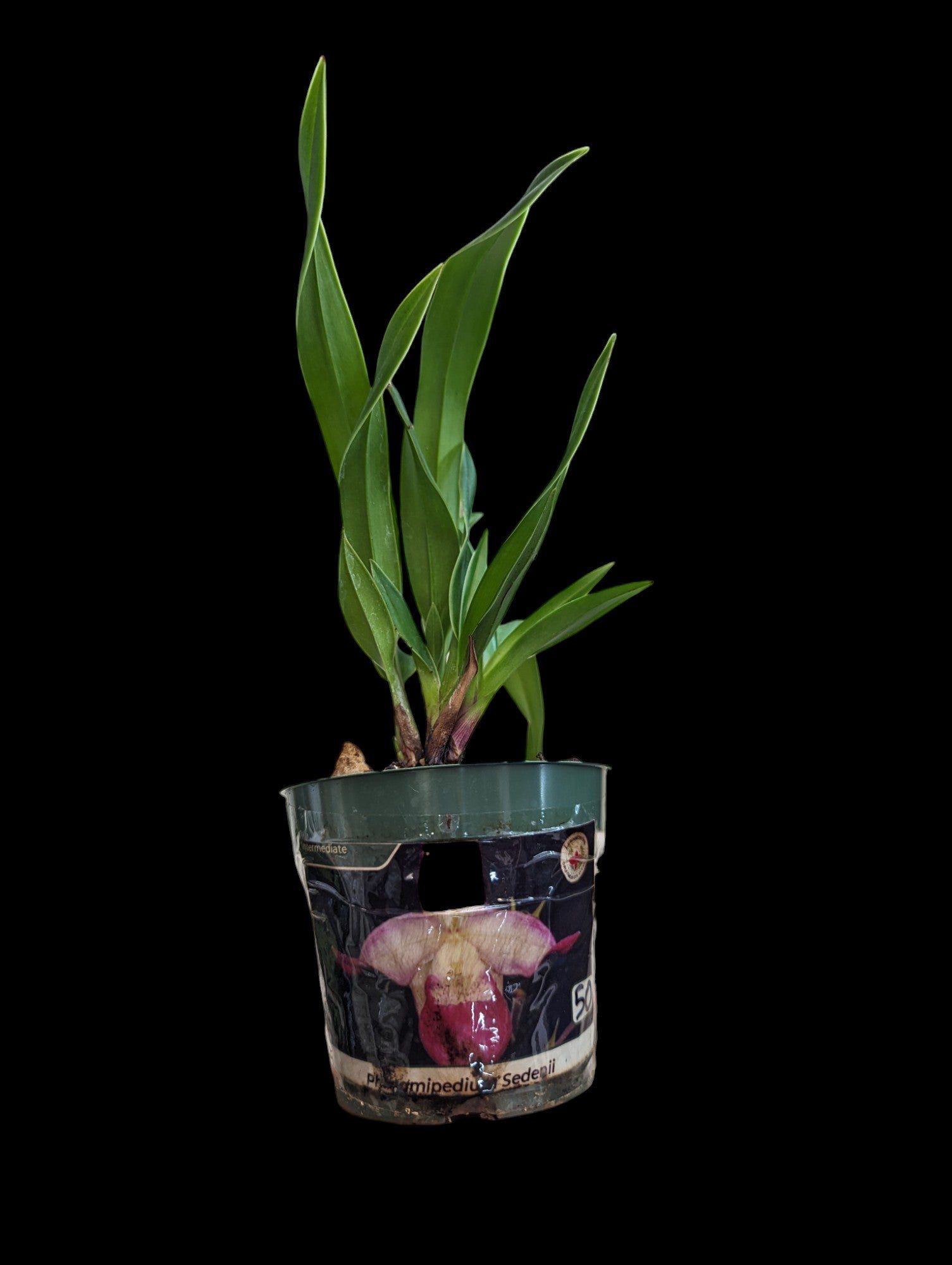 Phragmipedium hibrido sedenii