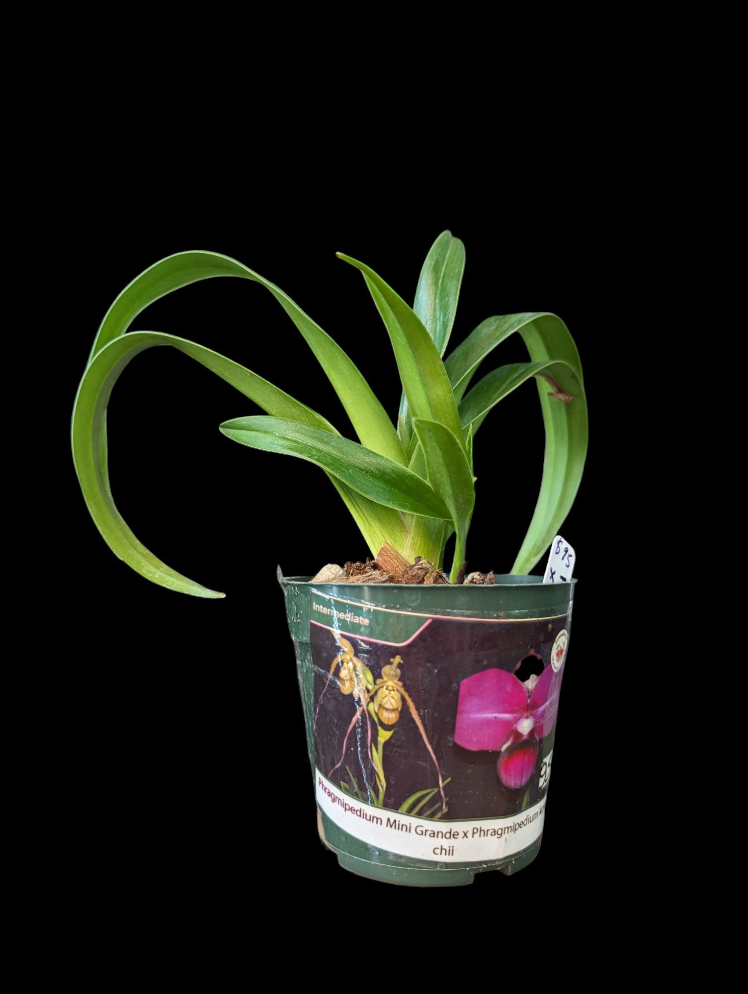 Phragmipedium Mini Grande x kovachii