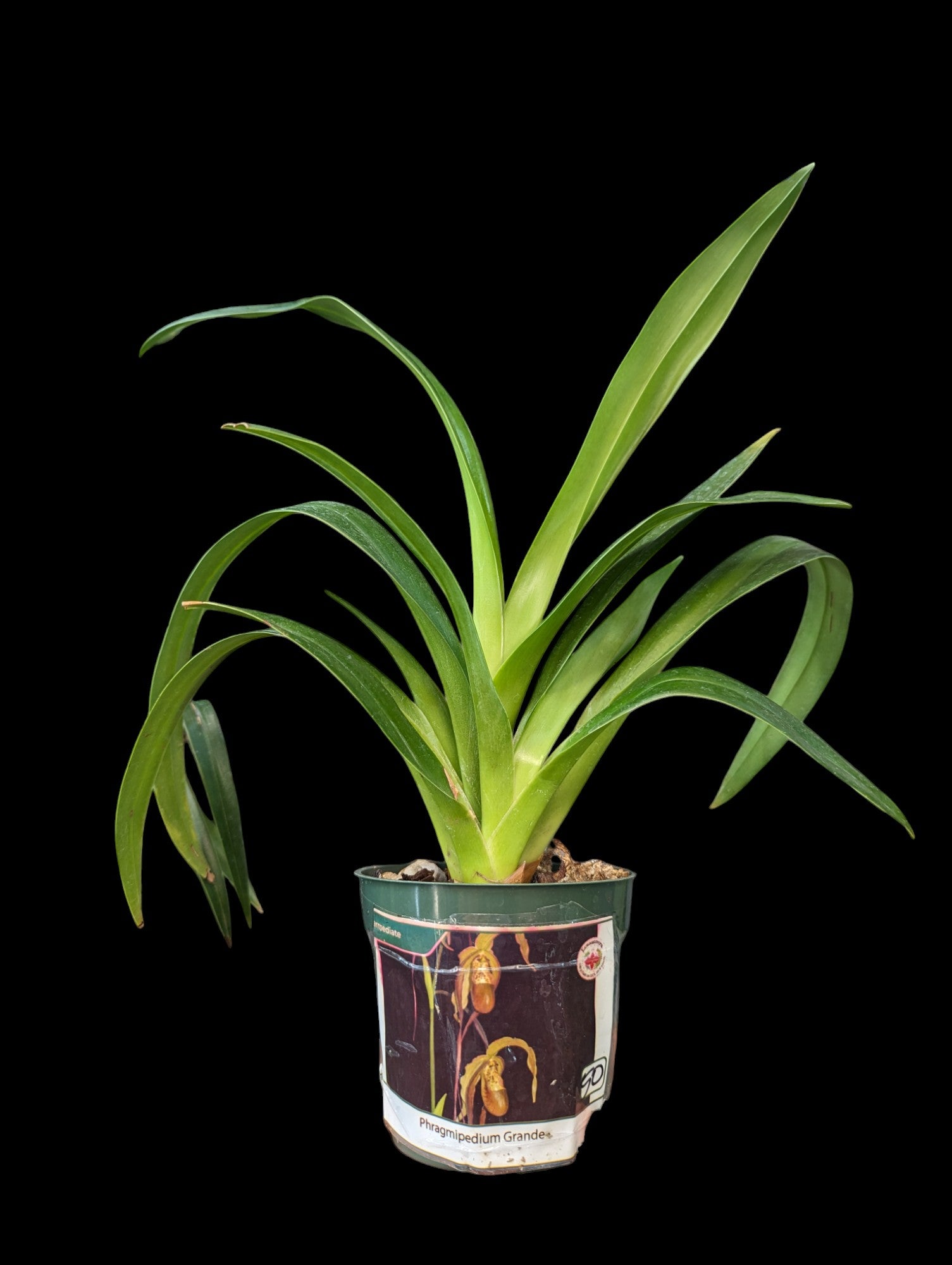 Phragmipedium Grande