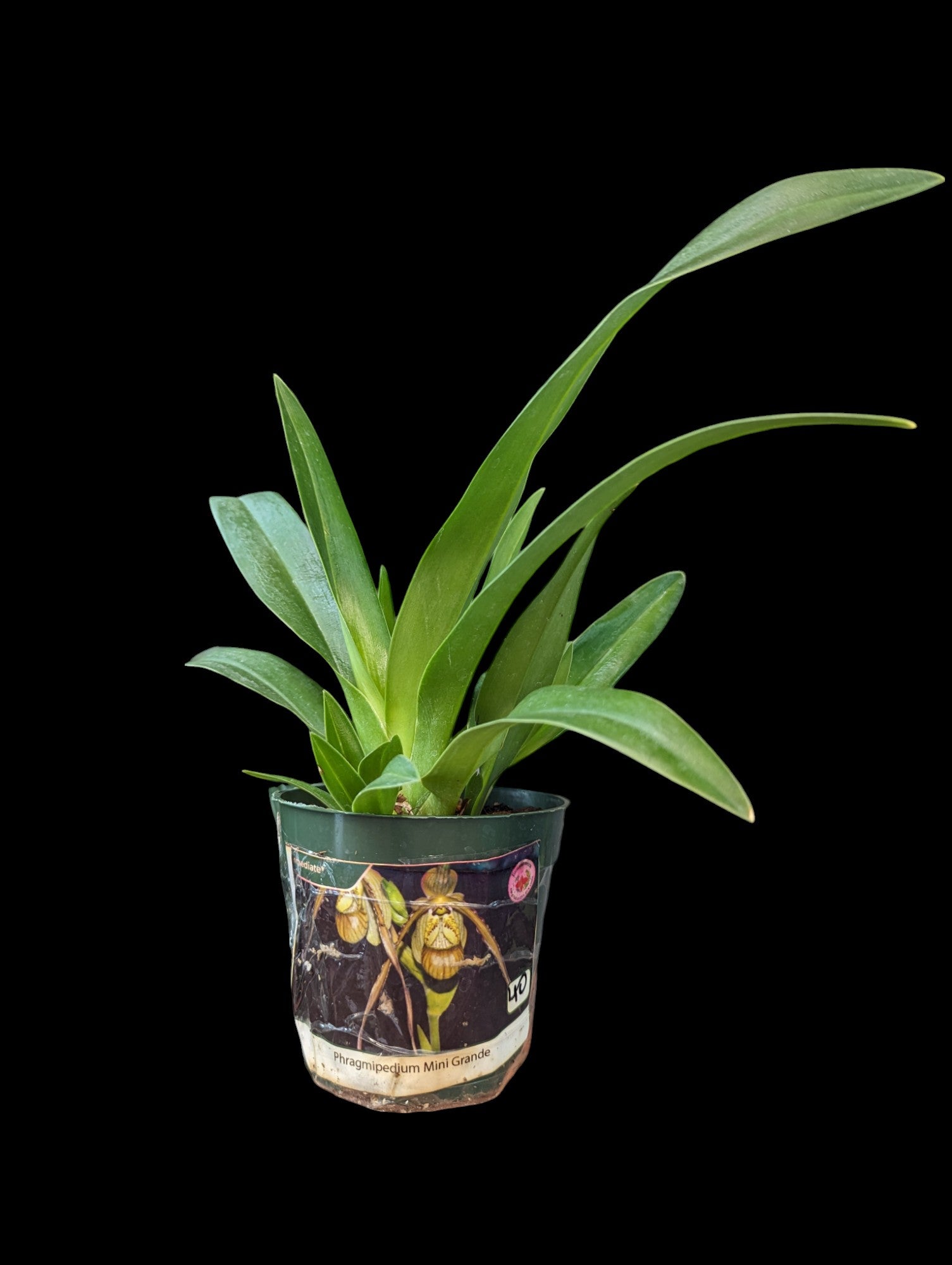 Phragmipedium Mini Grande