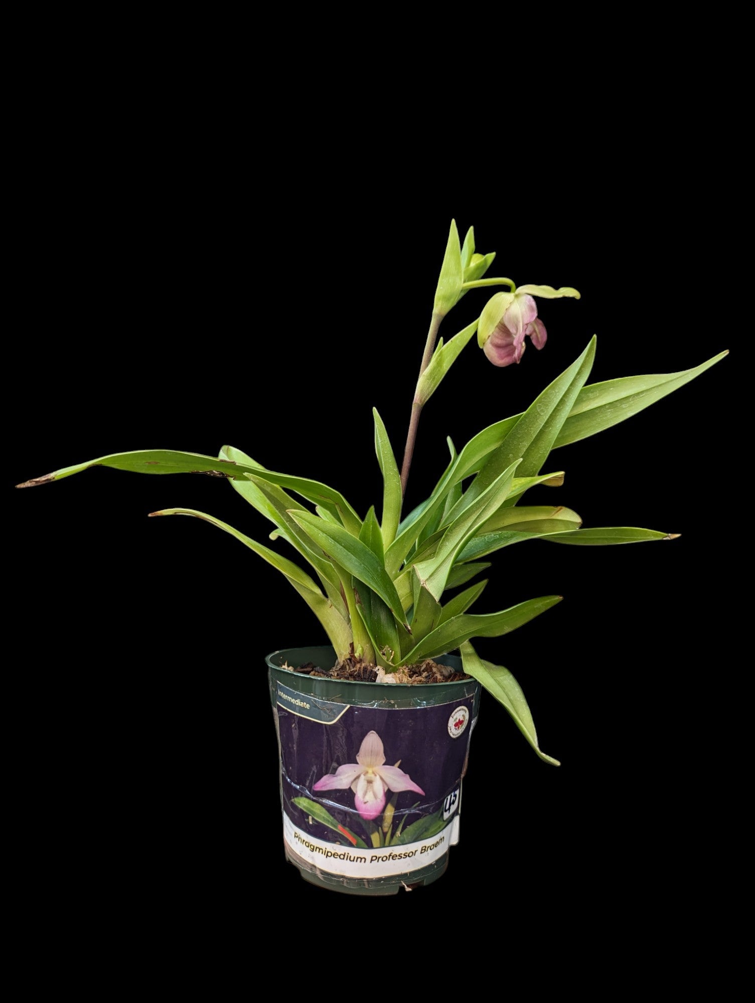 Phragmipedium Professor Braem