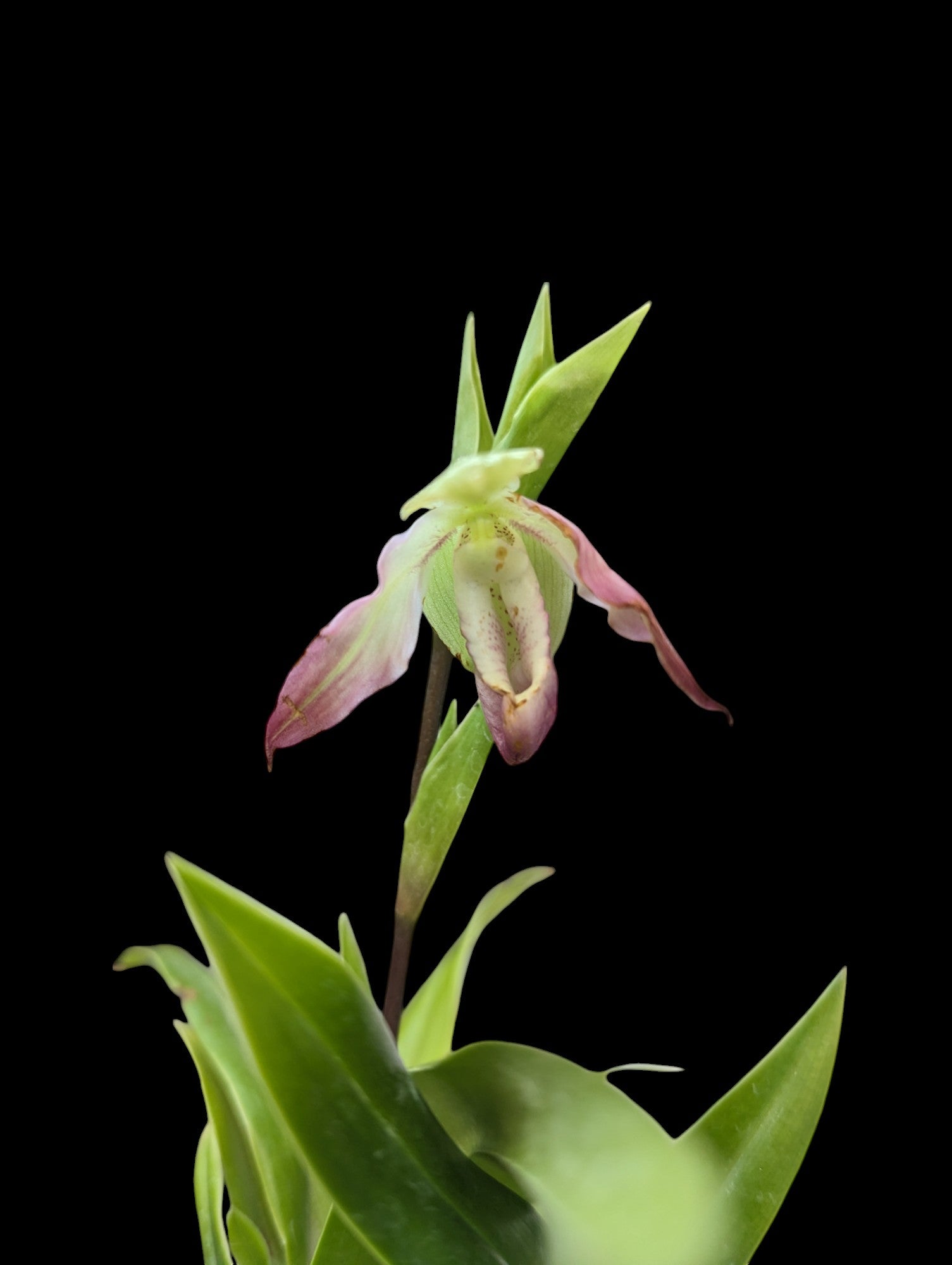 Phragmipedium Professor Braem