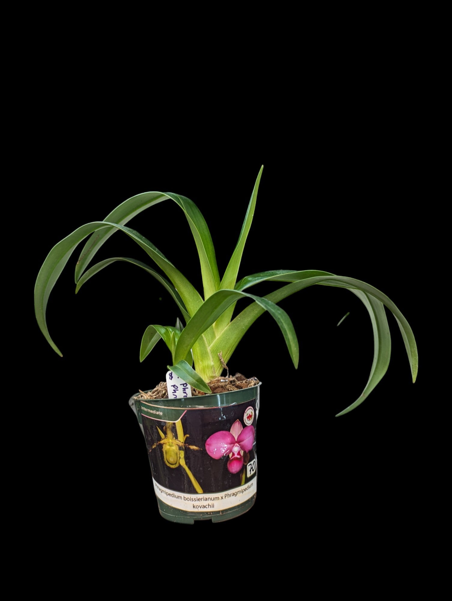 Phragmipedium boissierianum x kovachii