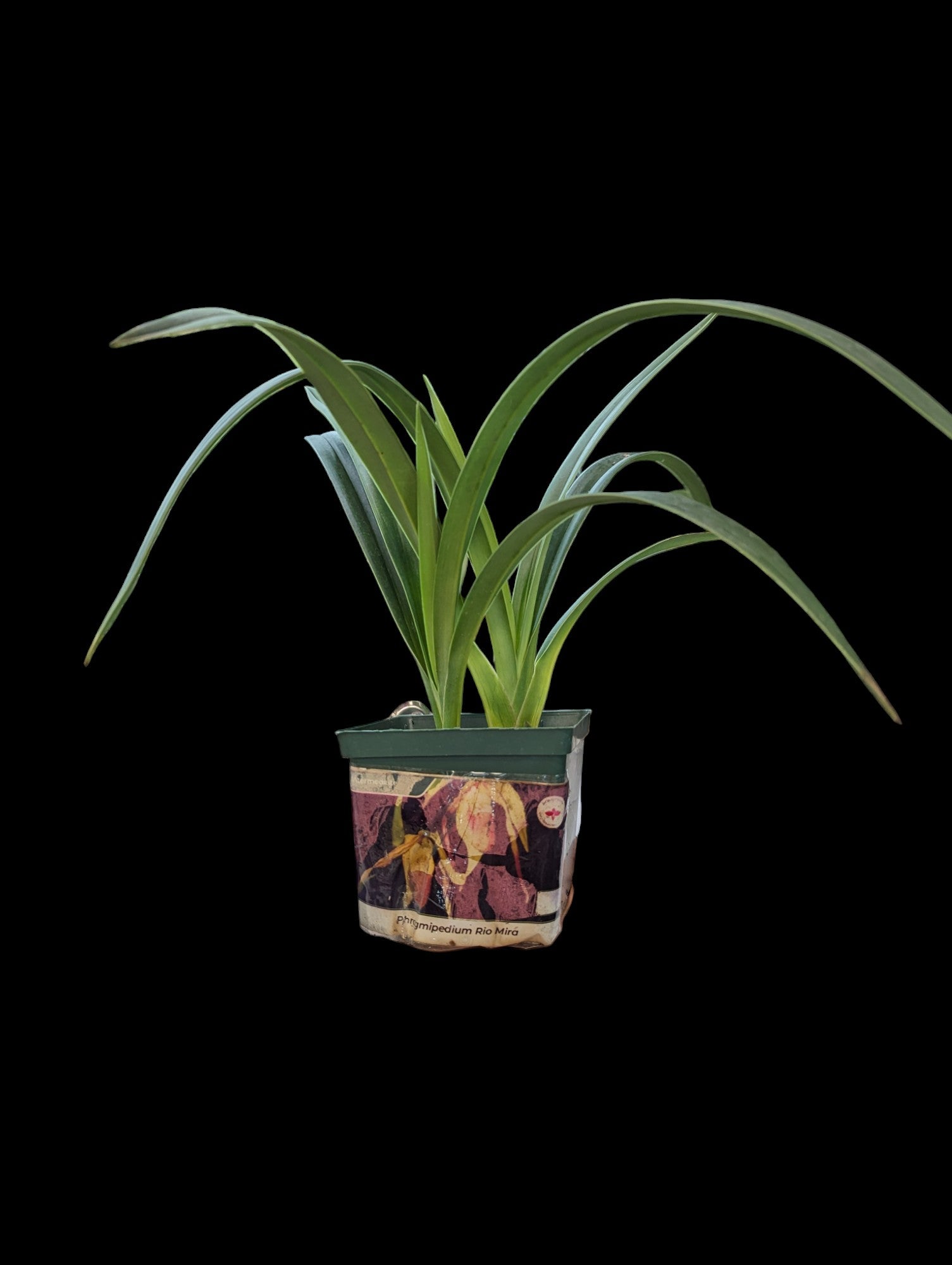 Phragmipedium Rio Mira