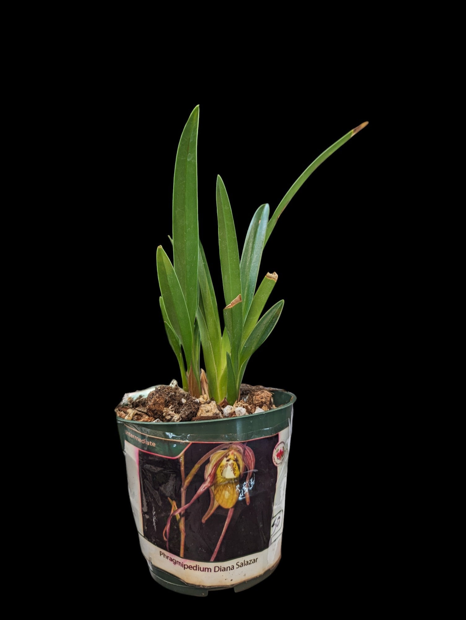 Phragmipedium Diana Salazar