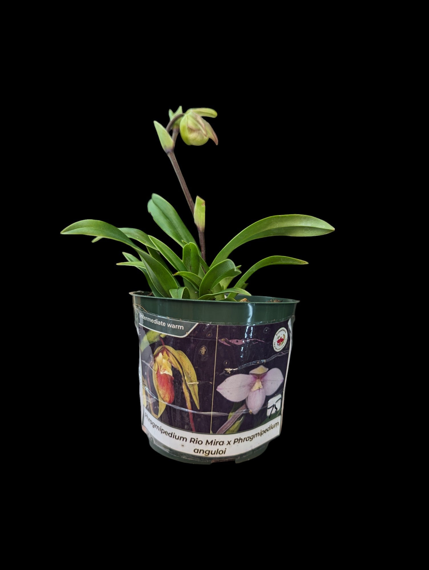 Phragmipedium Rio Mira x anguloi