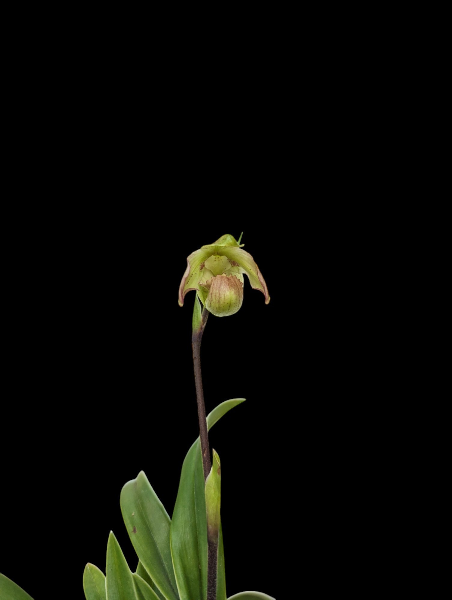 Phragmipedium Rio Mira x anguloi