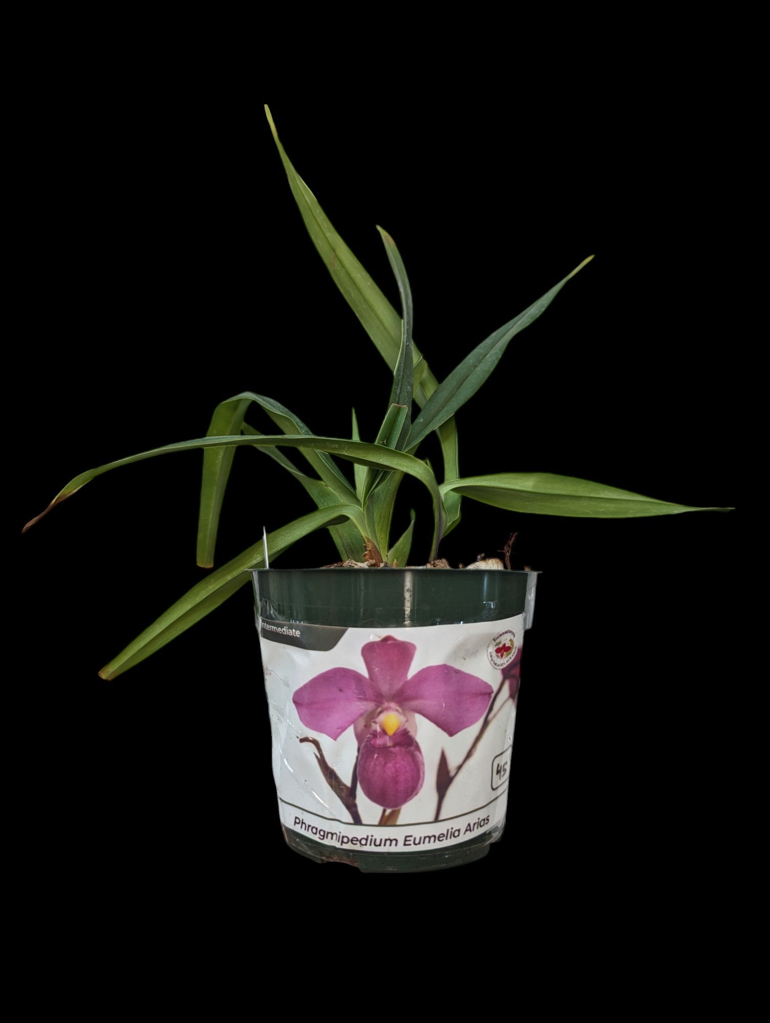 Phragmipedium Eumelia Arias