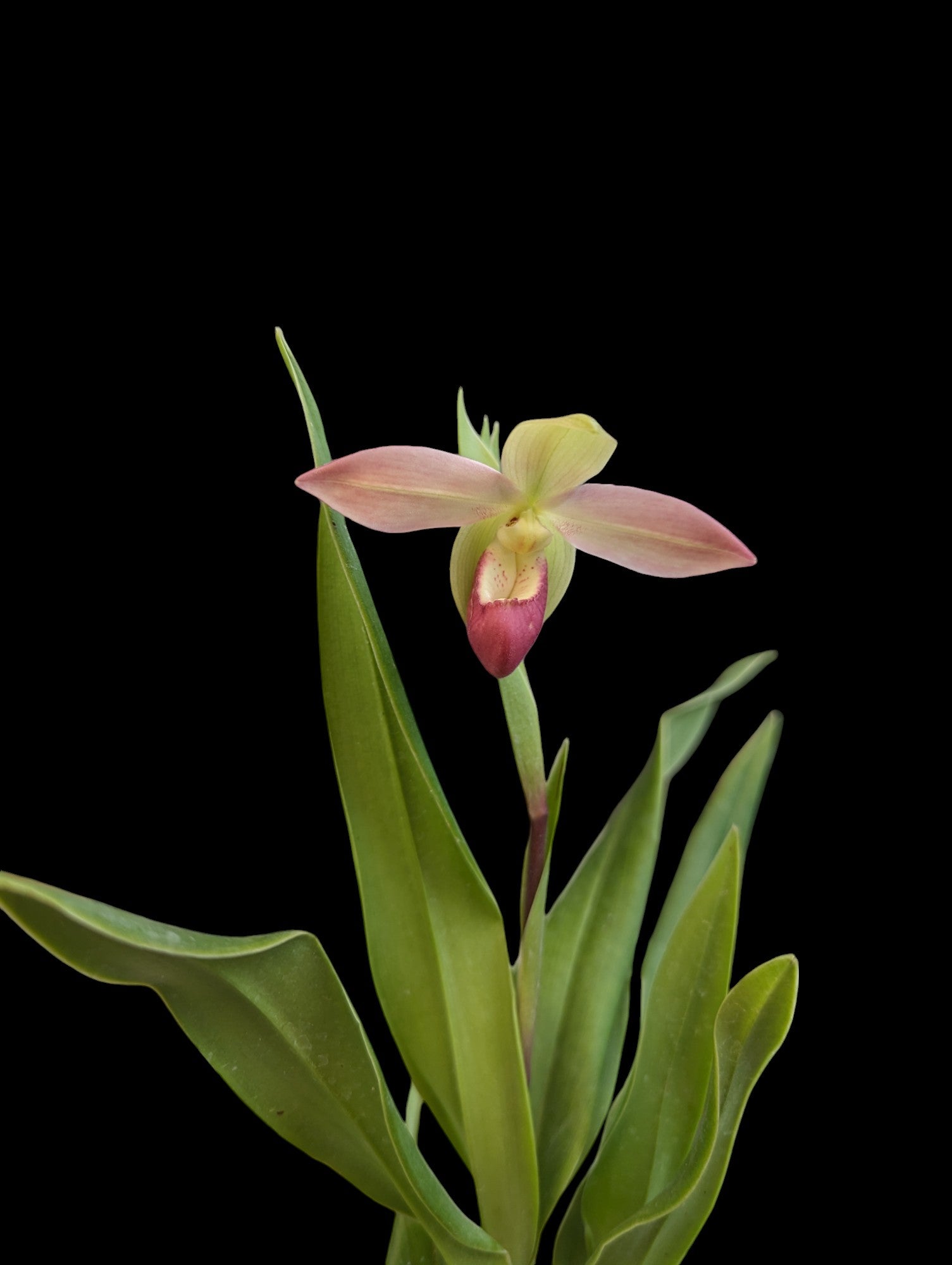 Phragmipedium Grouville