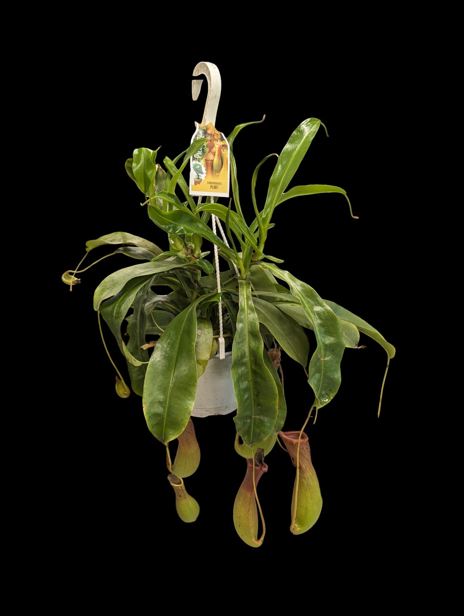 Nepenthes Alata Hanging Basket