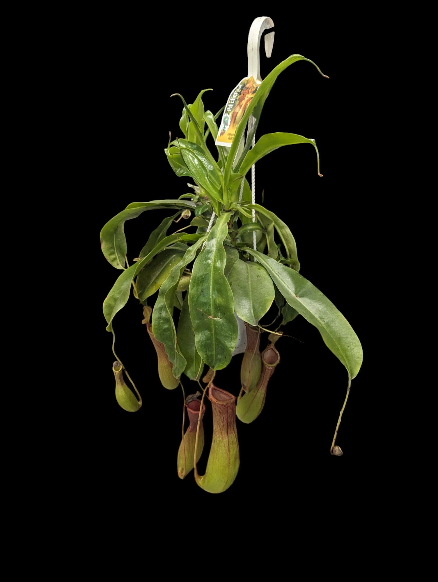 Nepenthes Alata Hanging Basket