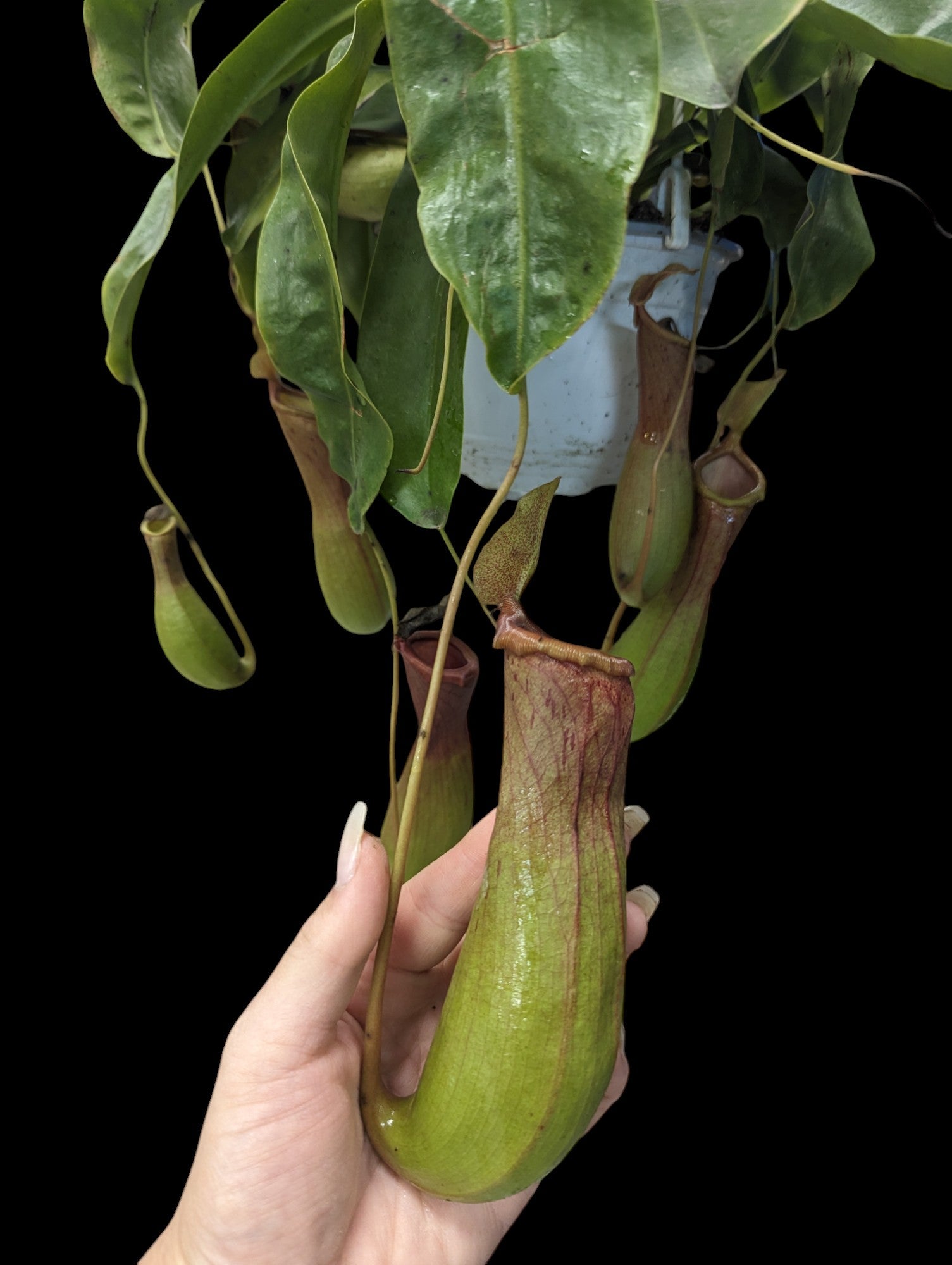 Nepenthes Alata Hanging Basket