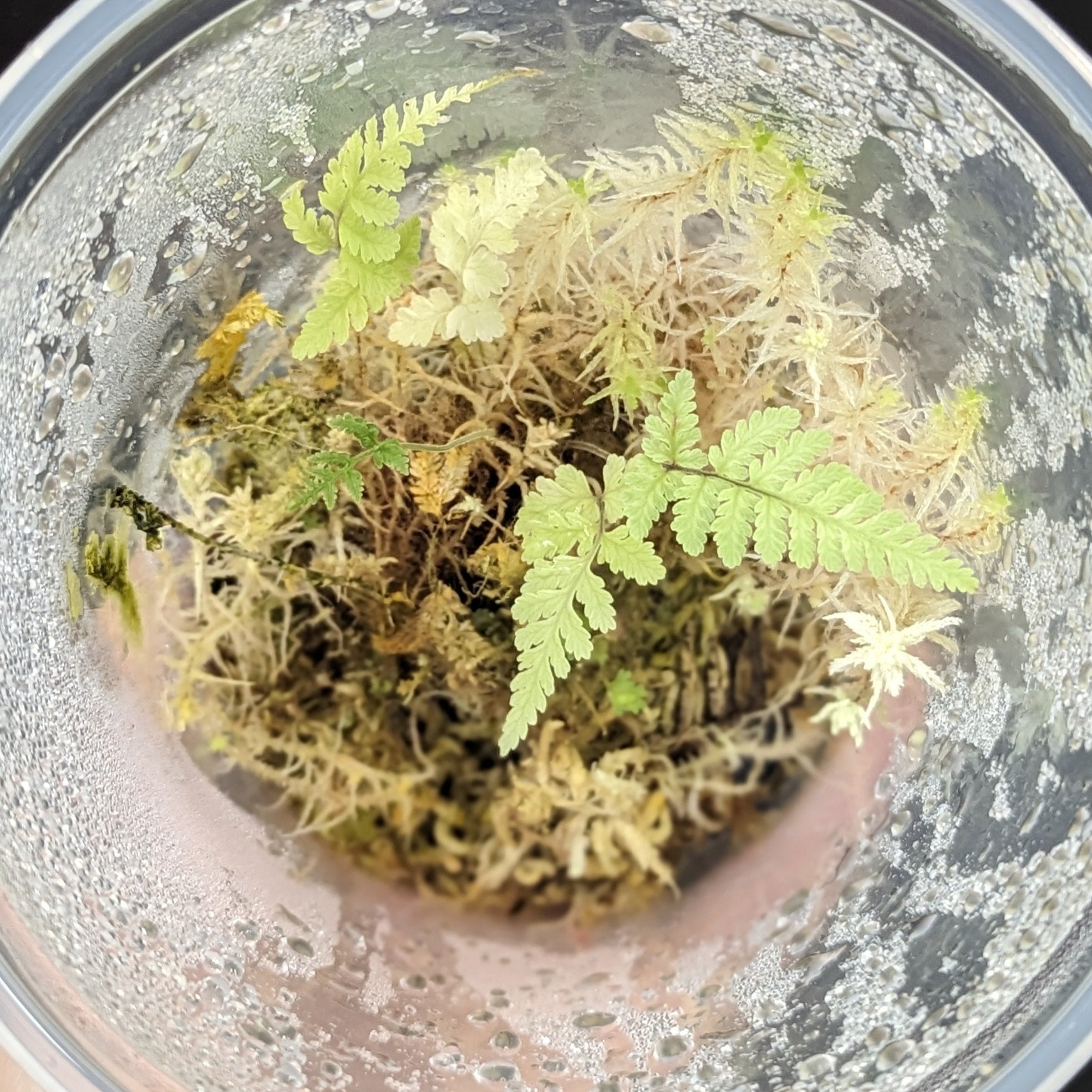 Terrarium Fern and Sphagnum moss (1)