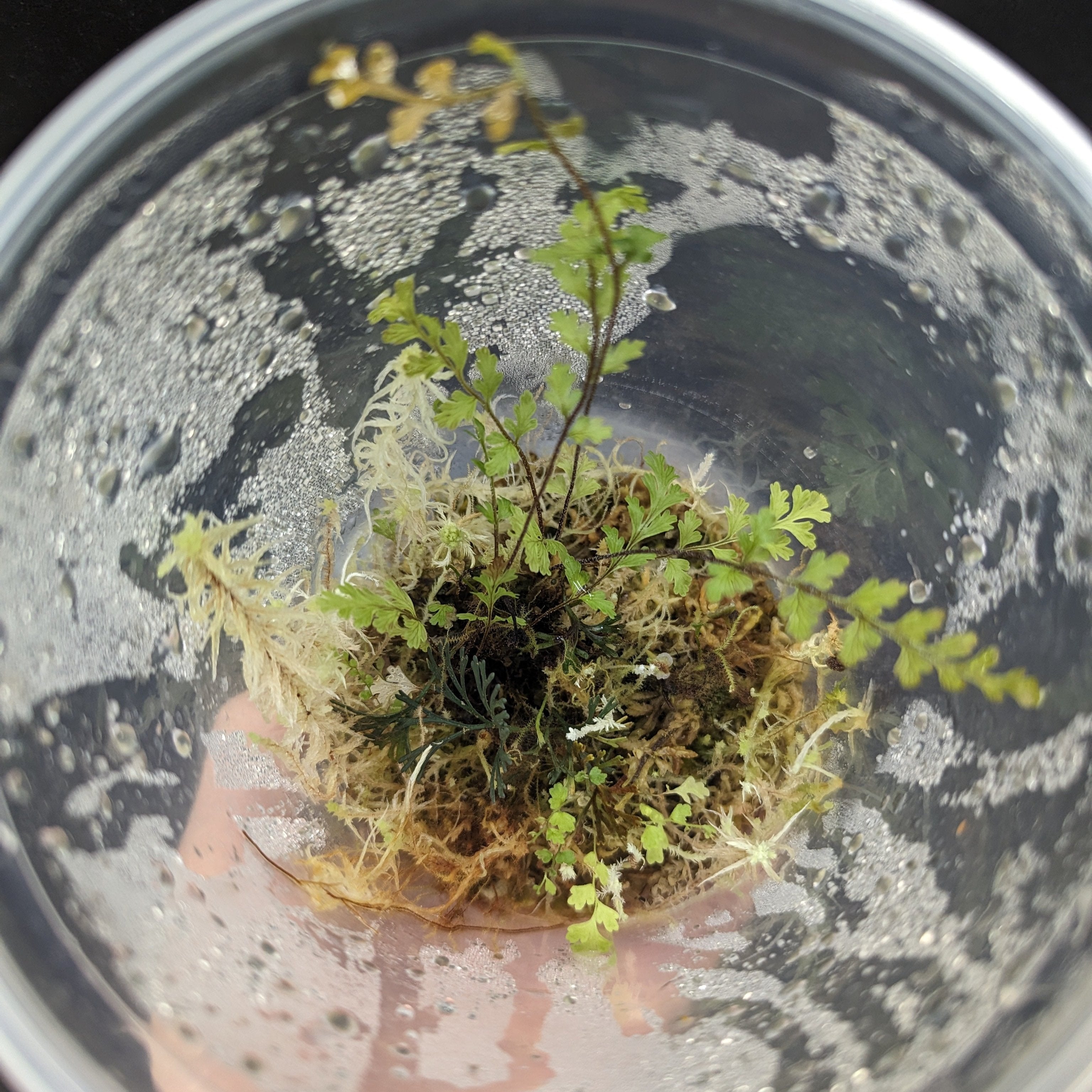 Terrarium Fern and Sphagnum moss (2)