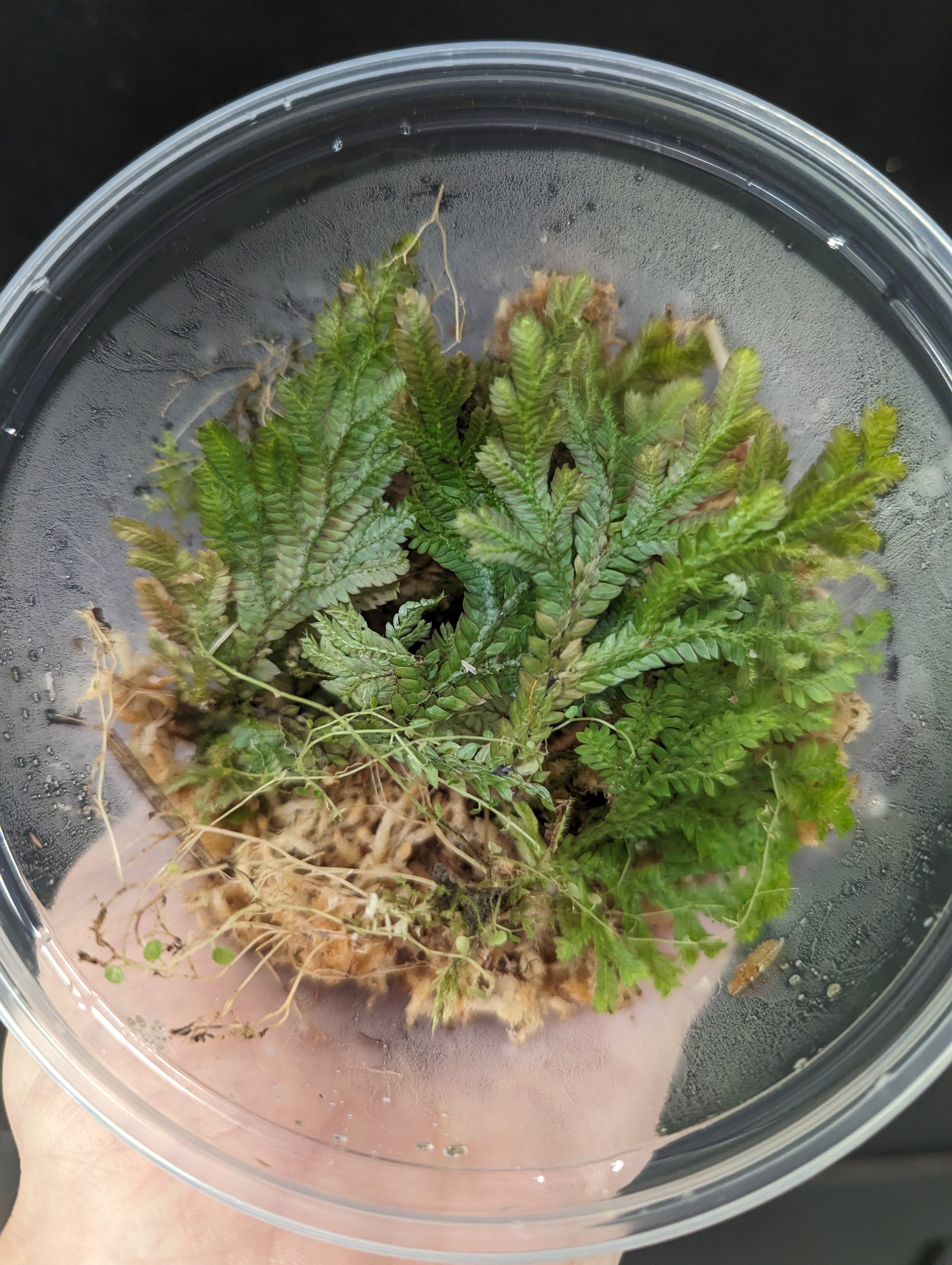 Selaginella sp aff uncinata