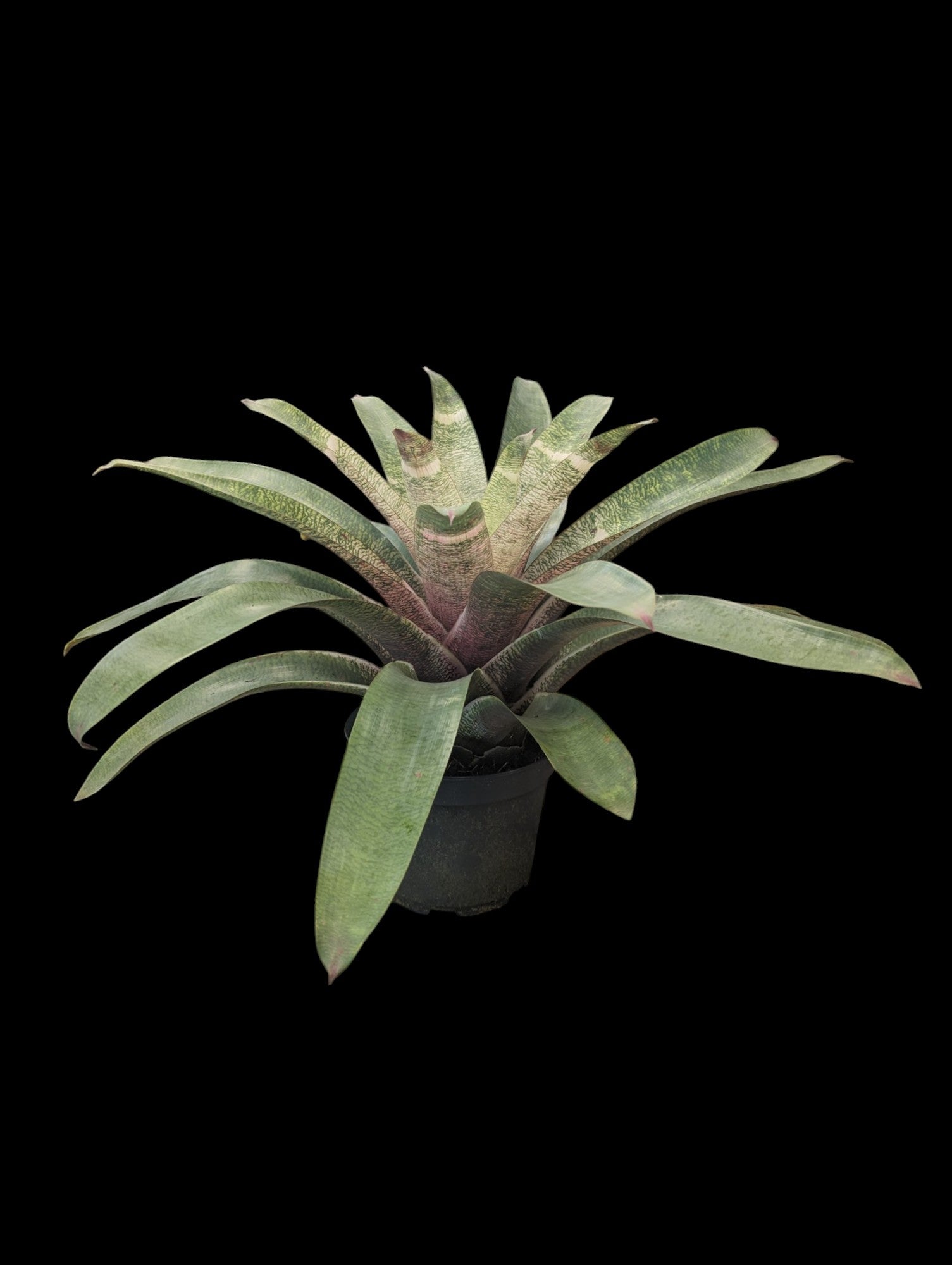 Neoregelia picasso