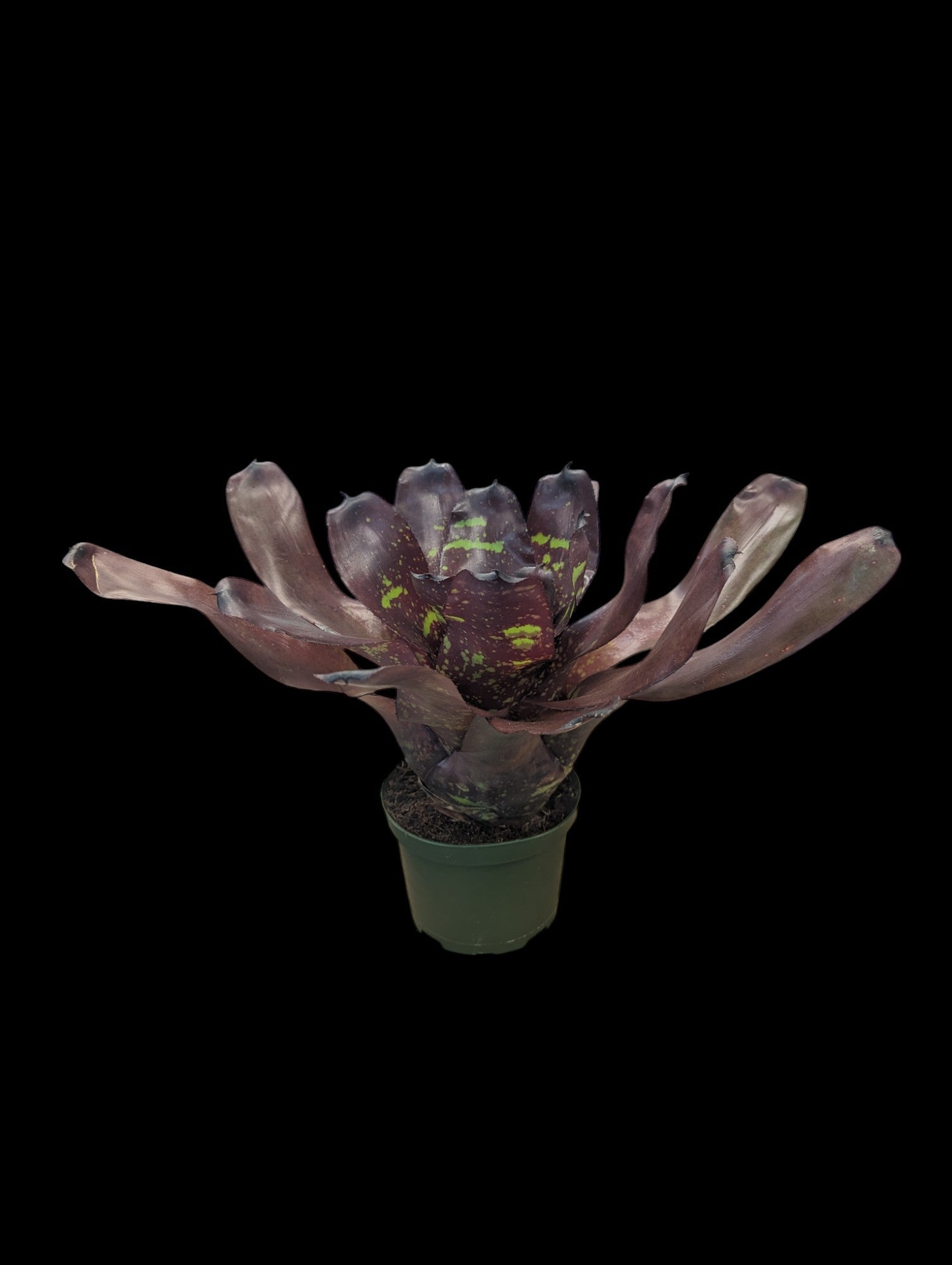 Neoregelia Green Eyes