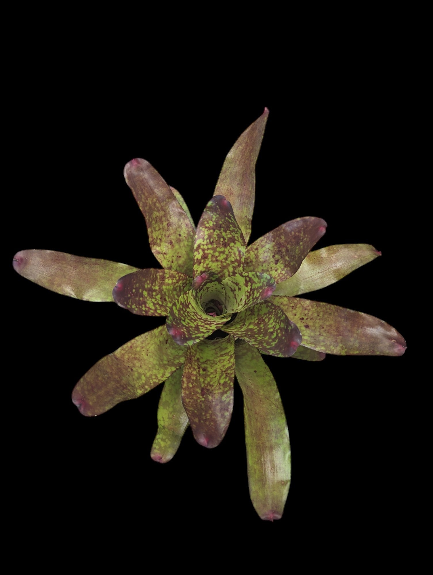 Neoregelia Tequila