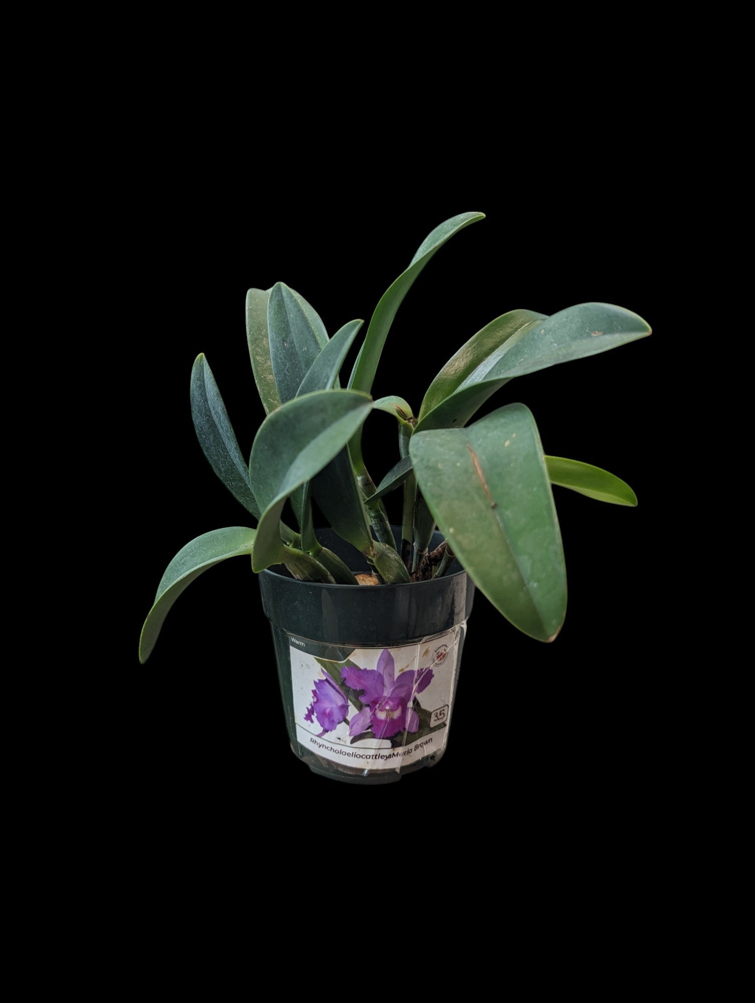 Rhyncholaeliocattleya Maria Brown