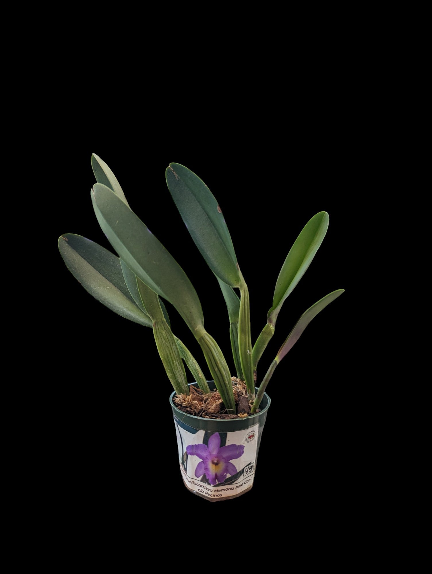 Rhyncholaeliocattleya Memora Pipa Garcia Recinos