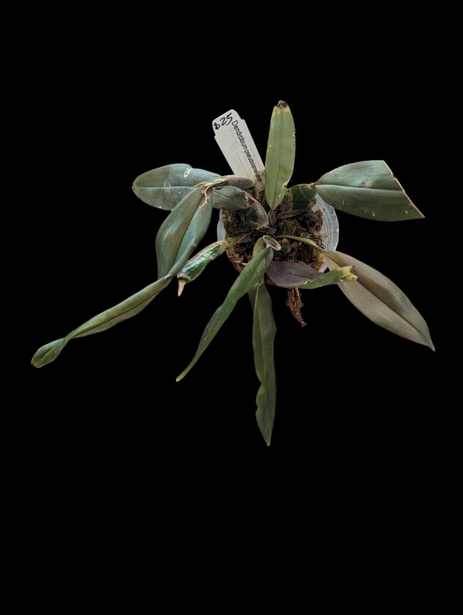 Dendrobium pseudolamellatum