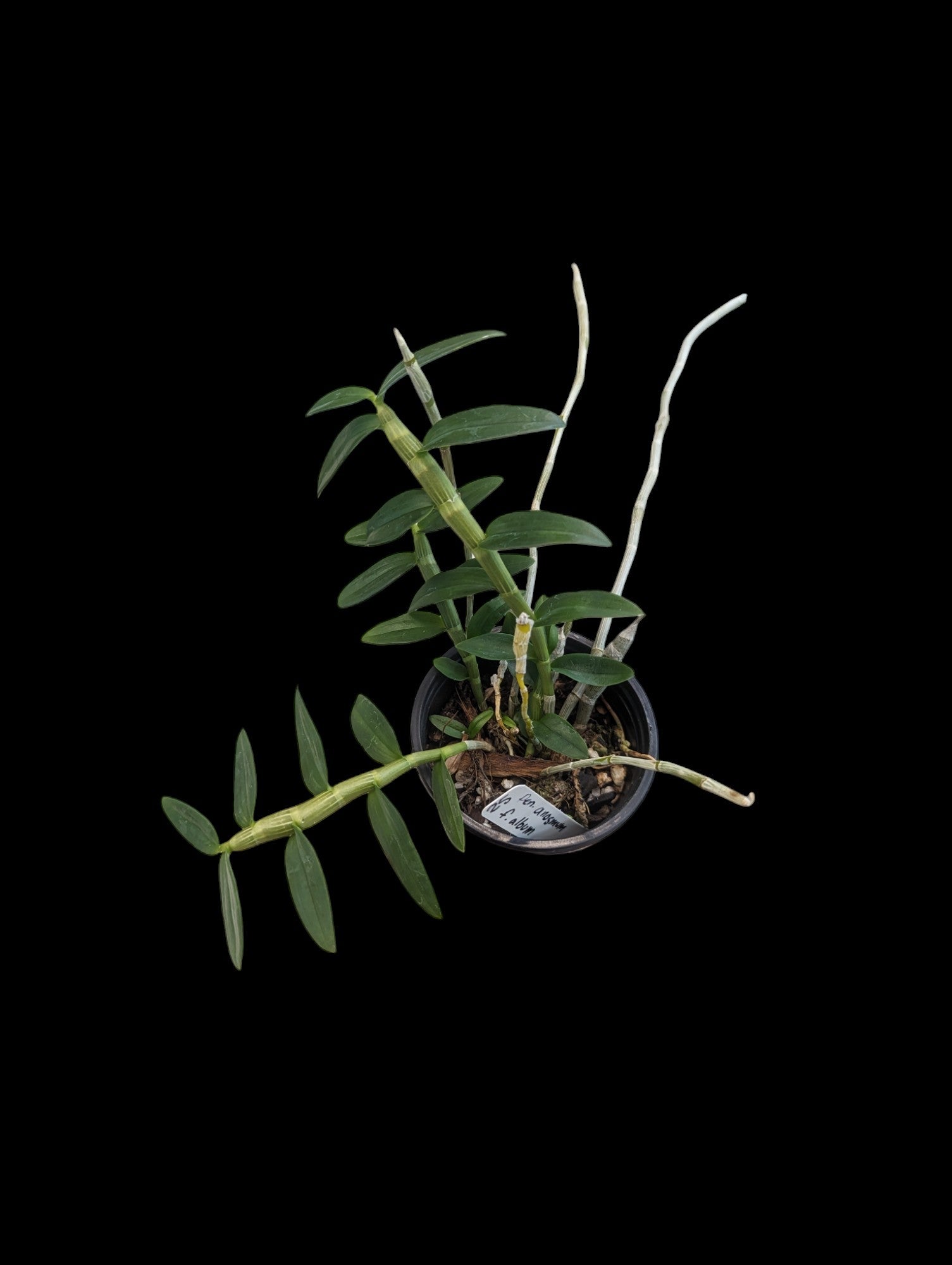 Dendrobium anosmum f. album