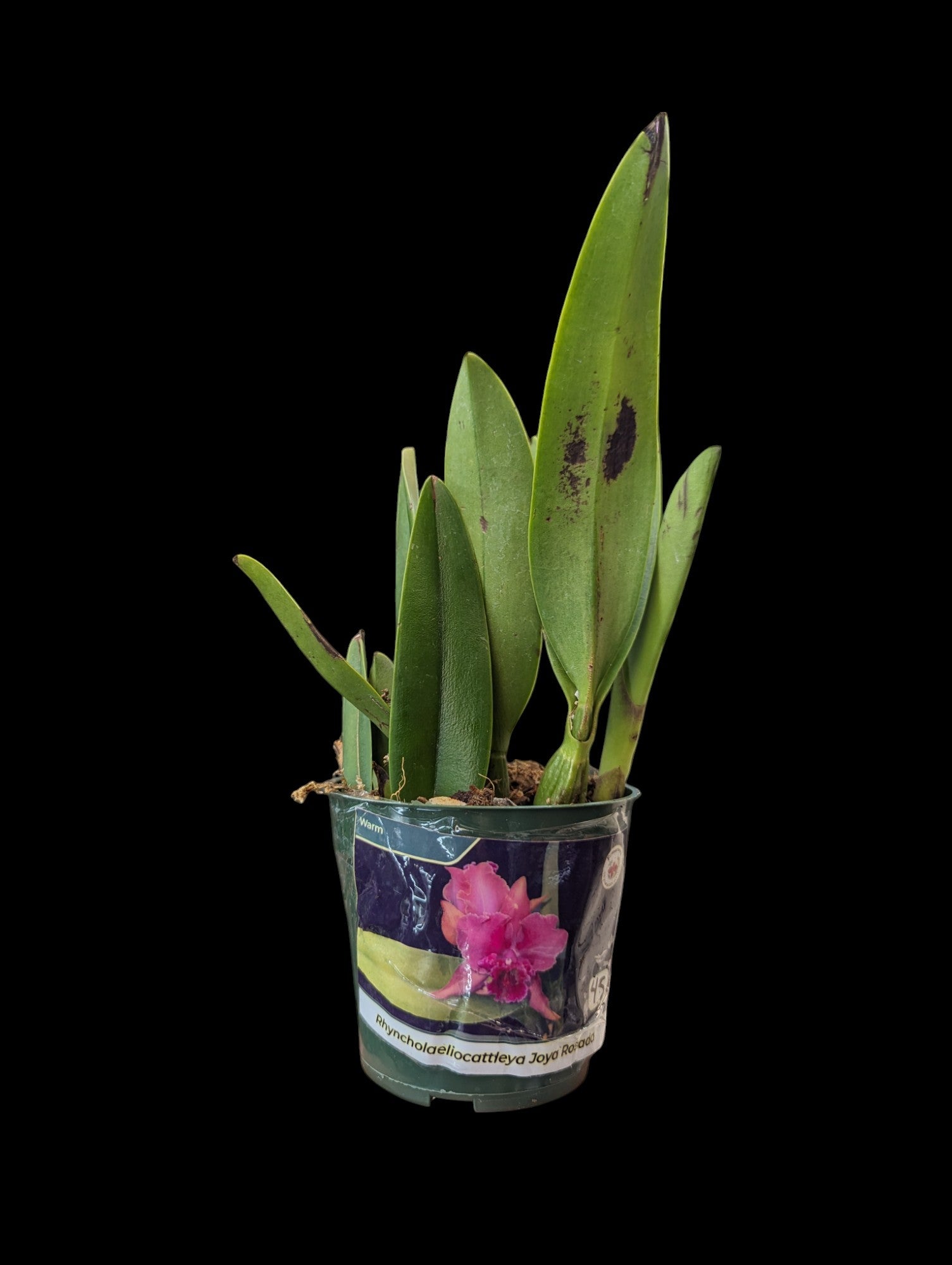 Rhyncholaeliocattleya Joya Rosada