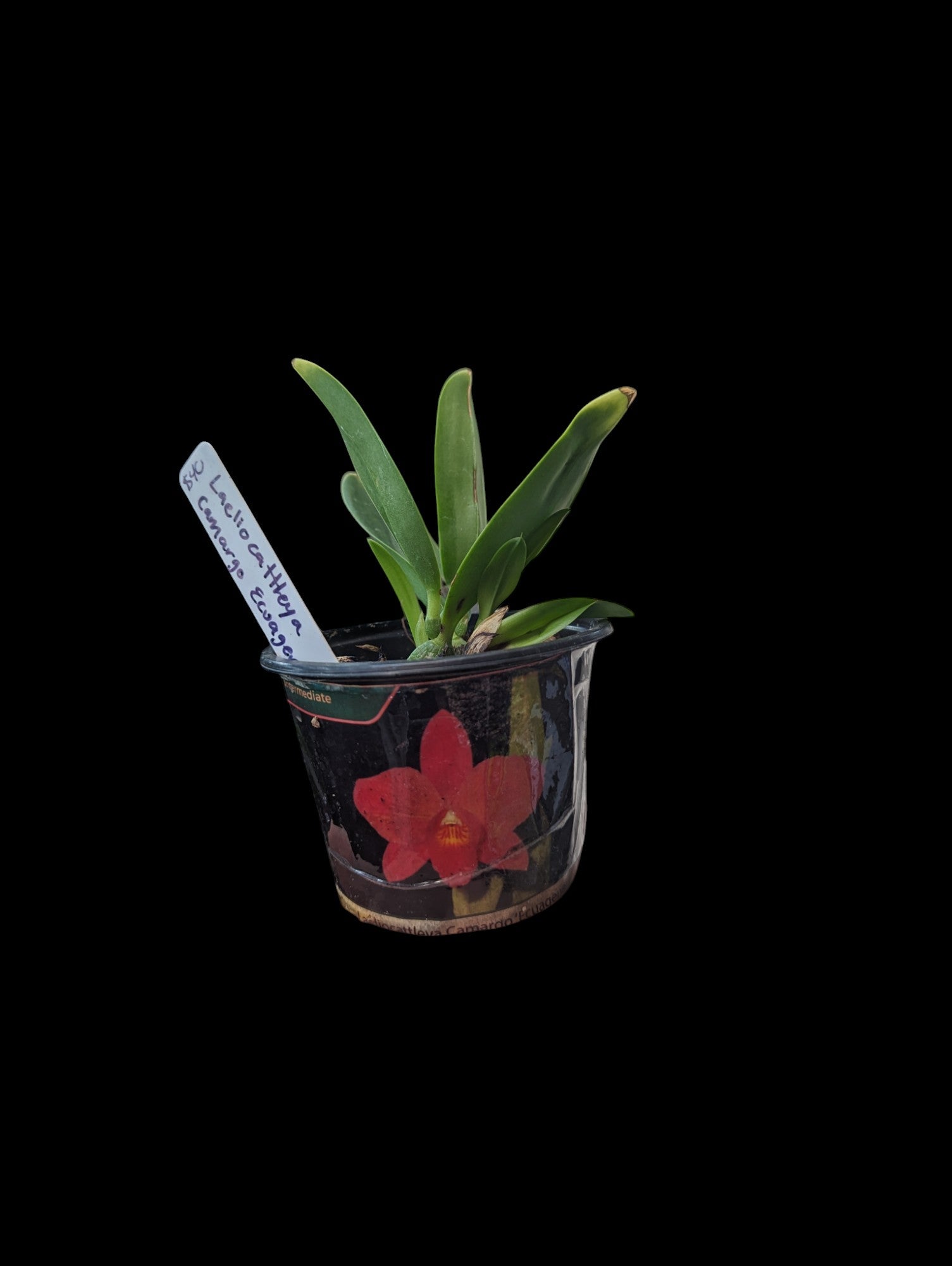 Laeliocattleya Camargo Ecuagenera