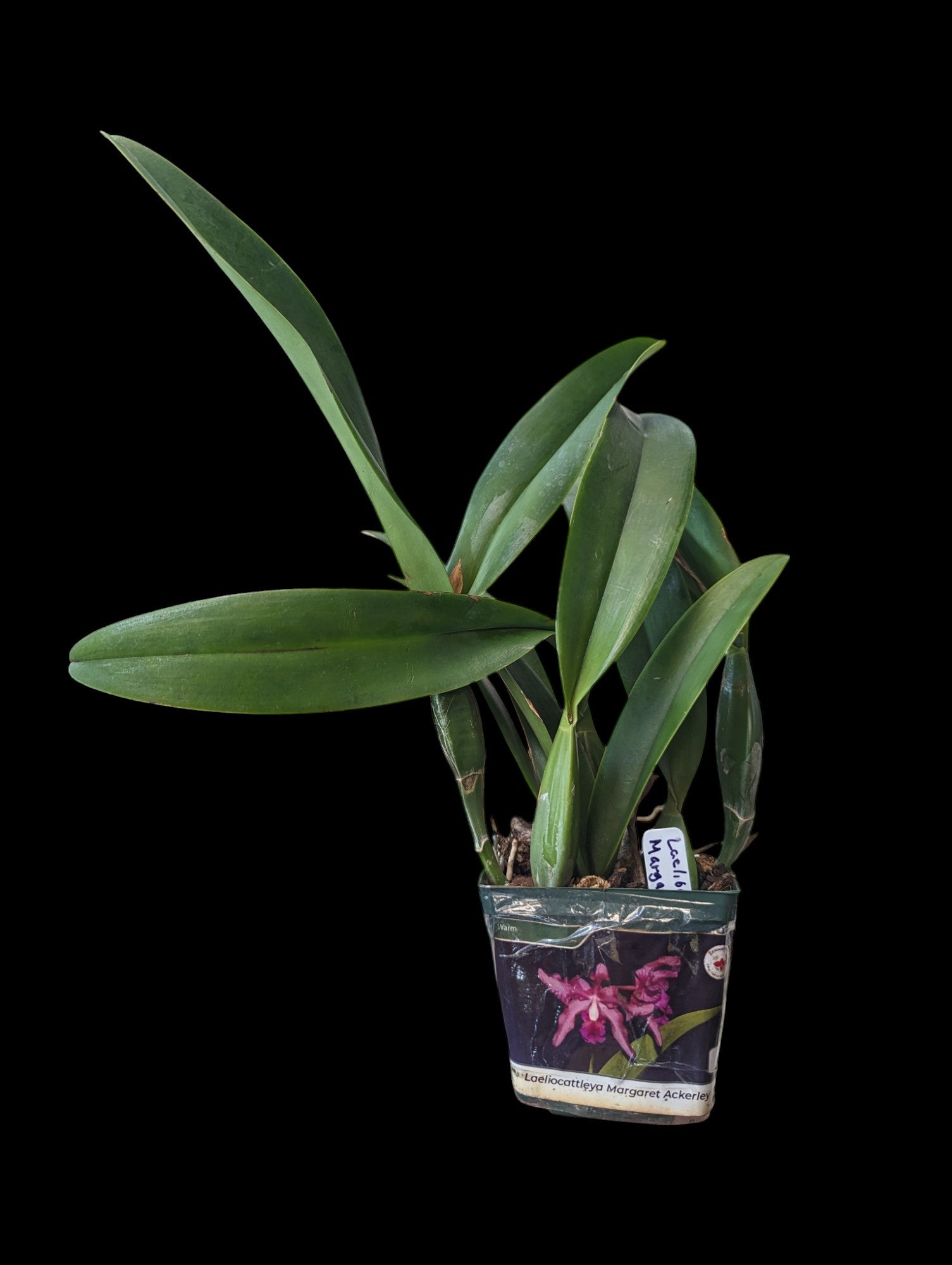 Laeliocattleya Margaret Ackerley