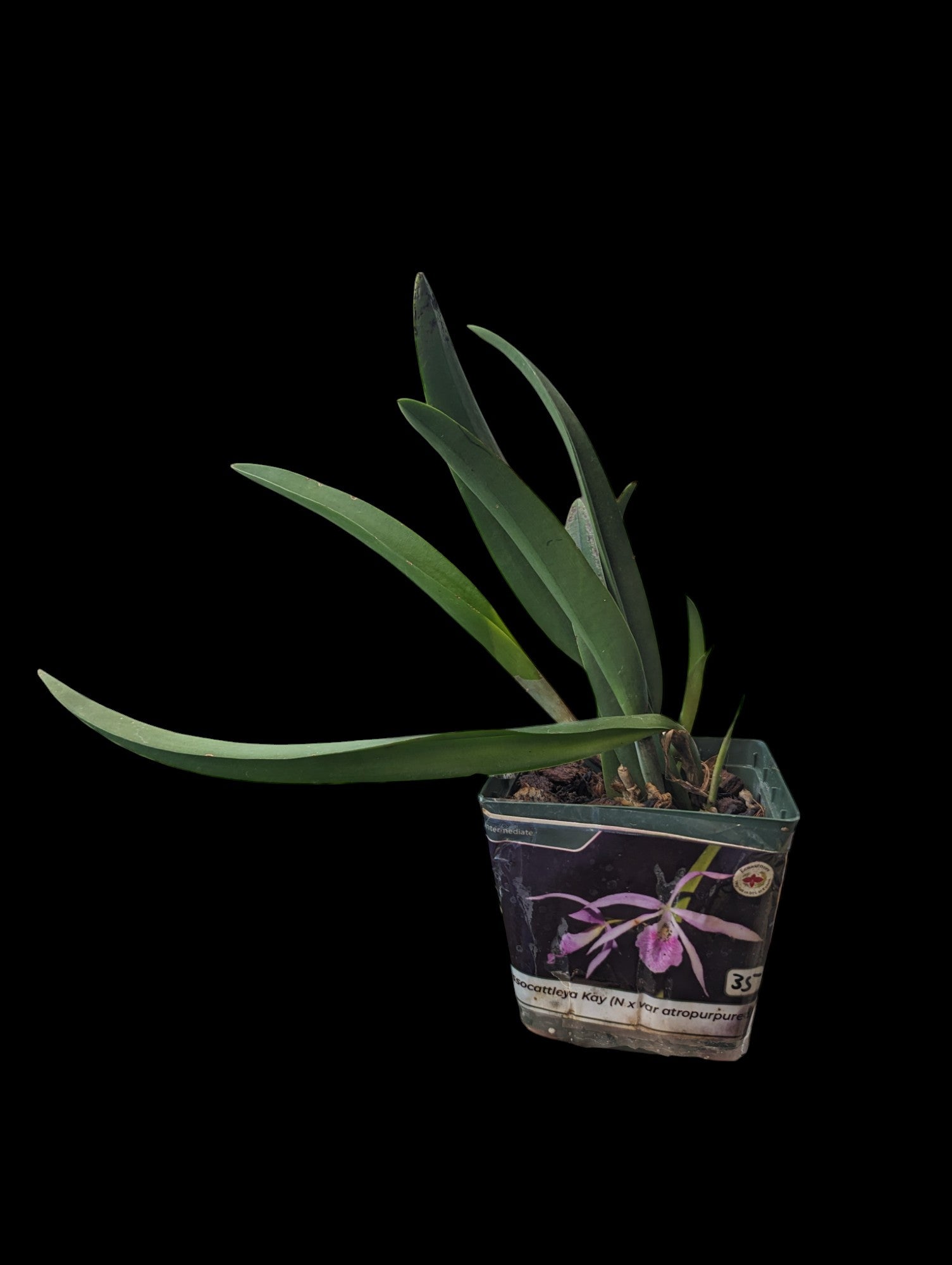 Brassocattleya Kay (N x var. Atropurpura)