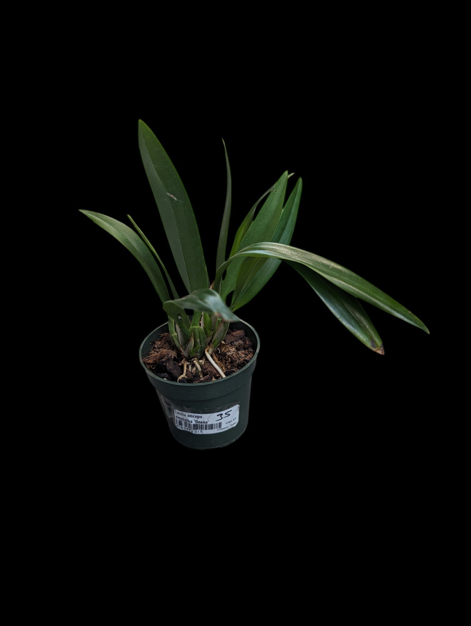 Laelia Anceps Semialba 'Ileana'