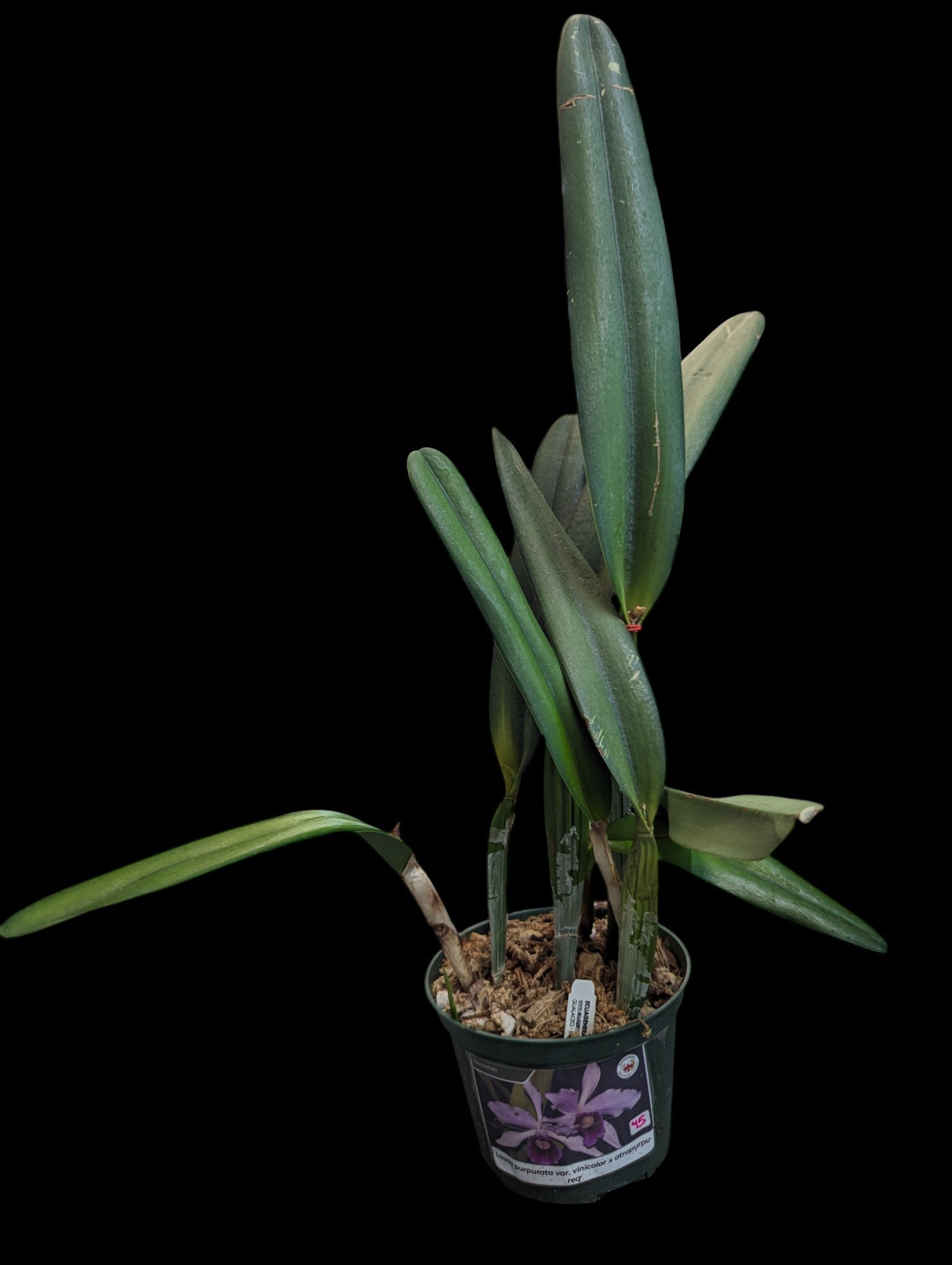 Laelia purpurata var. vinicolor x atropurpurea