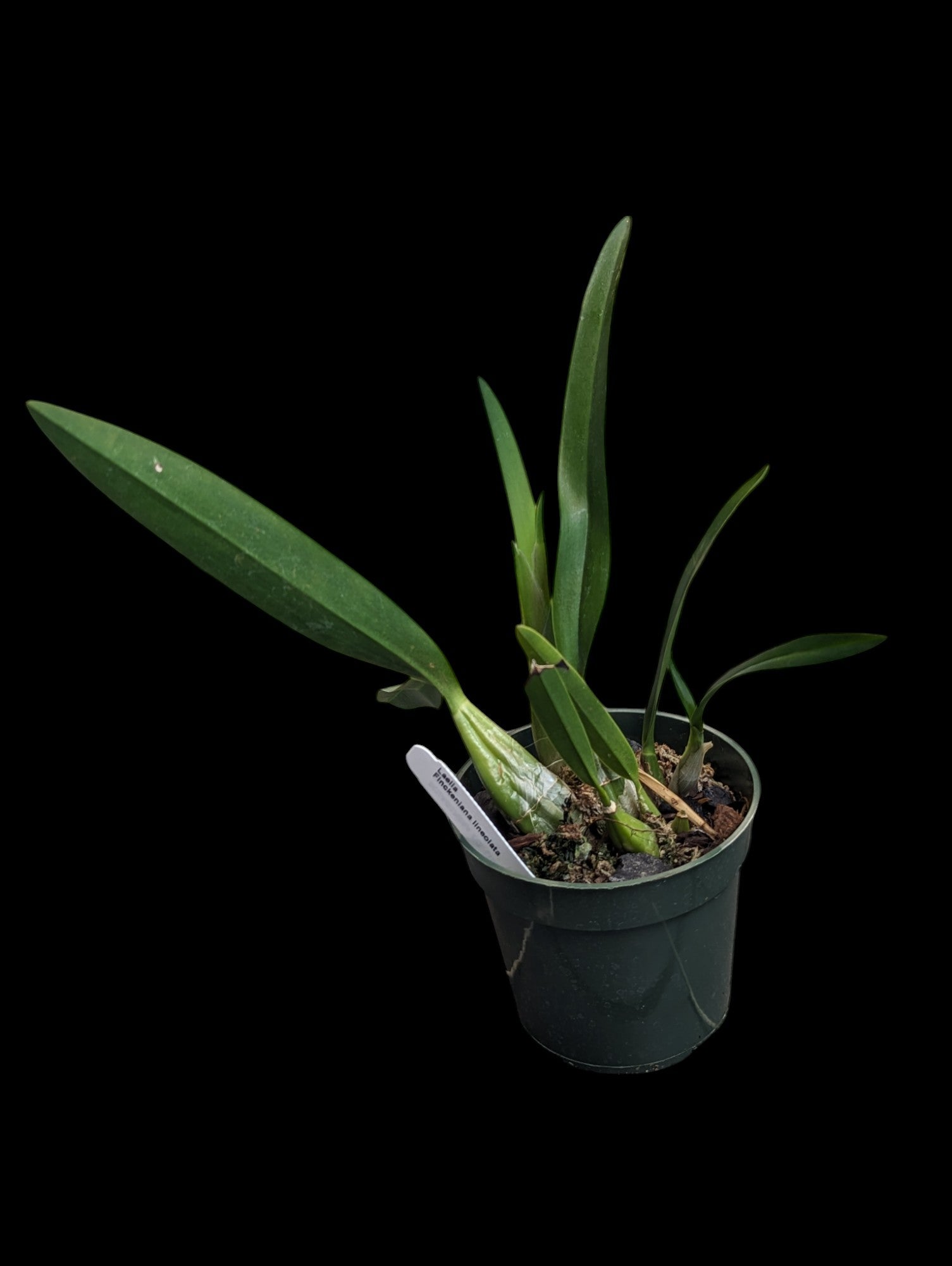 Laelia Finckeniana lineolata