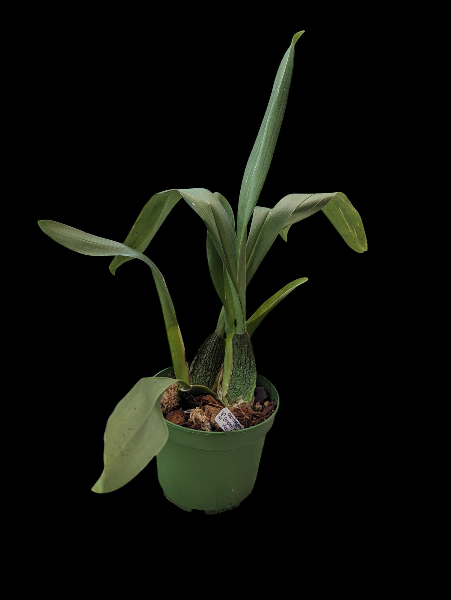 Odontoglossum Crystal Palace x Memken Girard