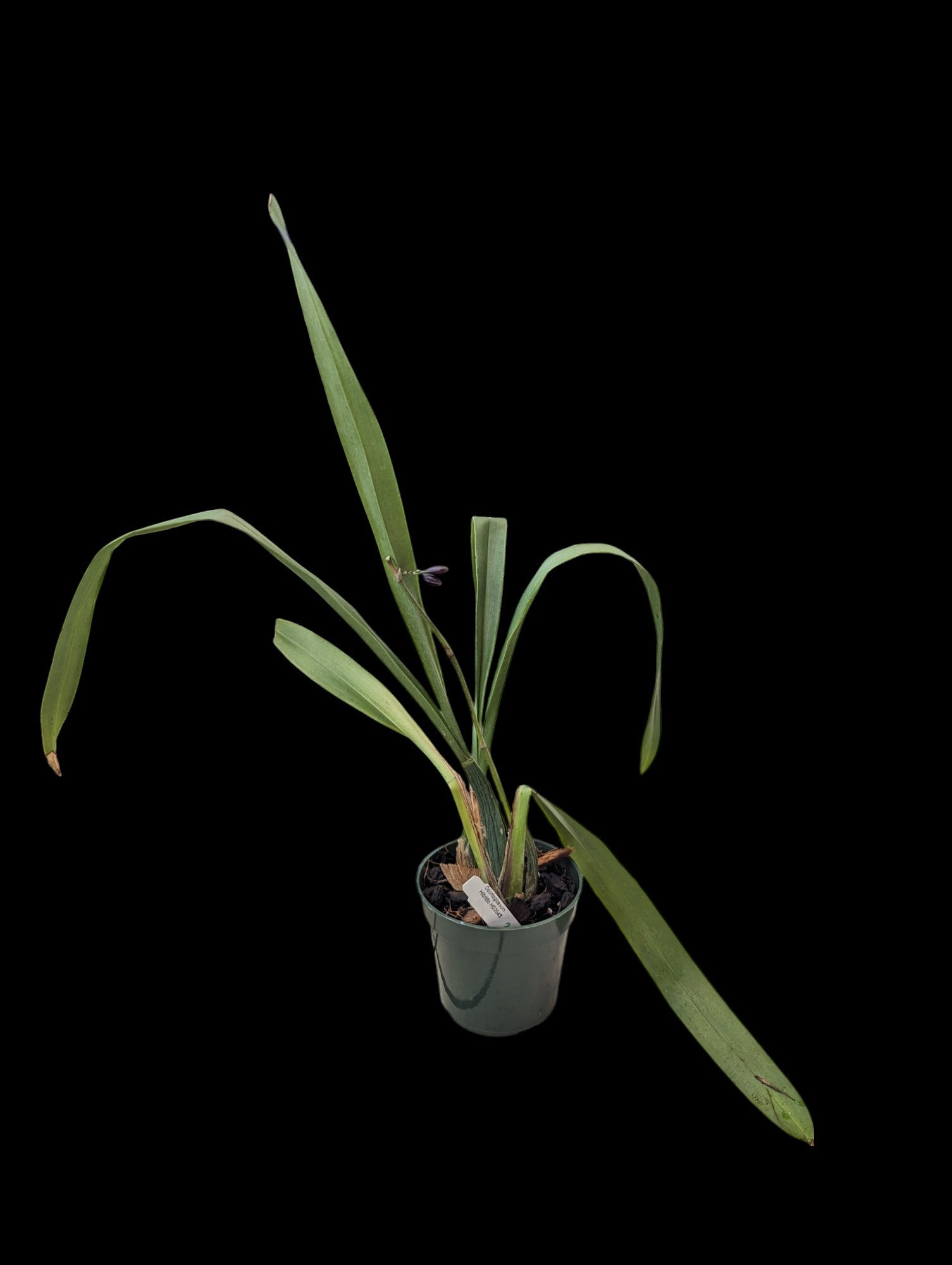 Odontoglossum H00543