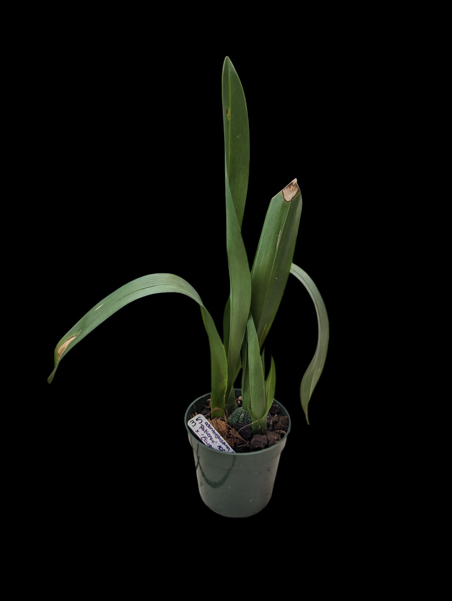 Odontoglossum Mont Falu Patience ACC/ADS h00585 x 'Ecuagenera'