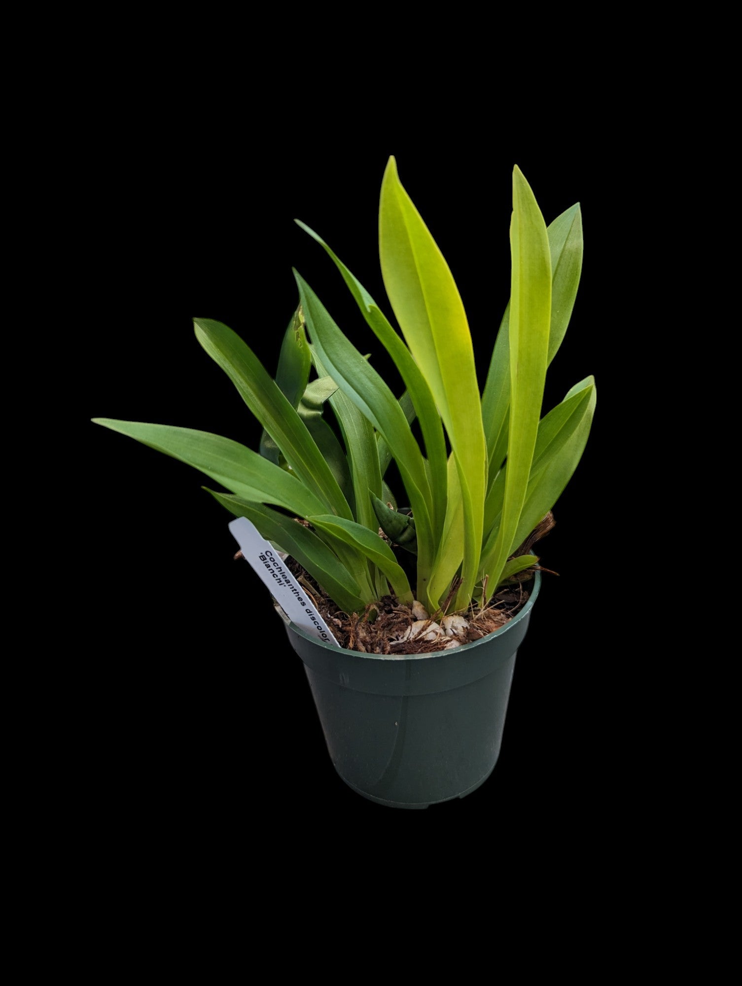 Cochleanthes discolor alba 'Bianchi'