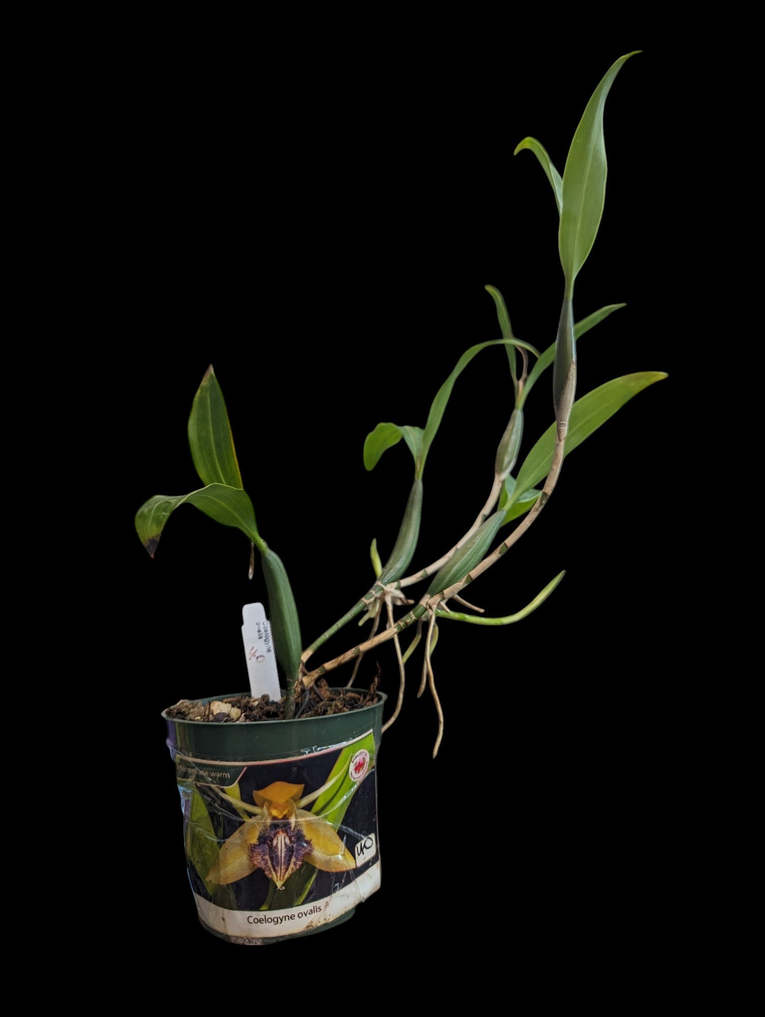 Coelogyne ovalis