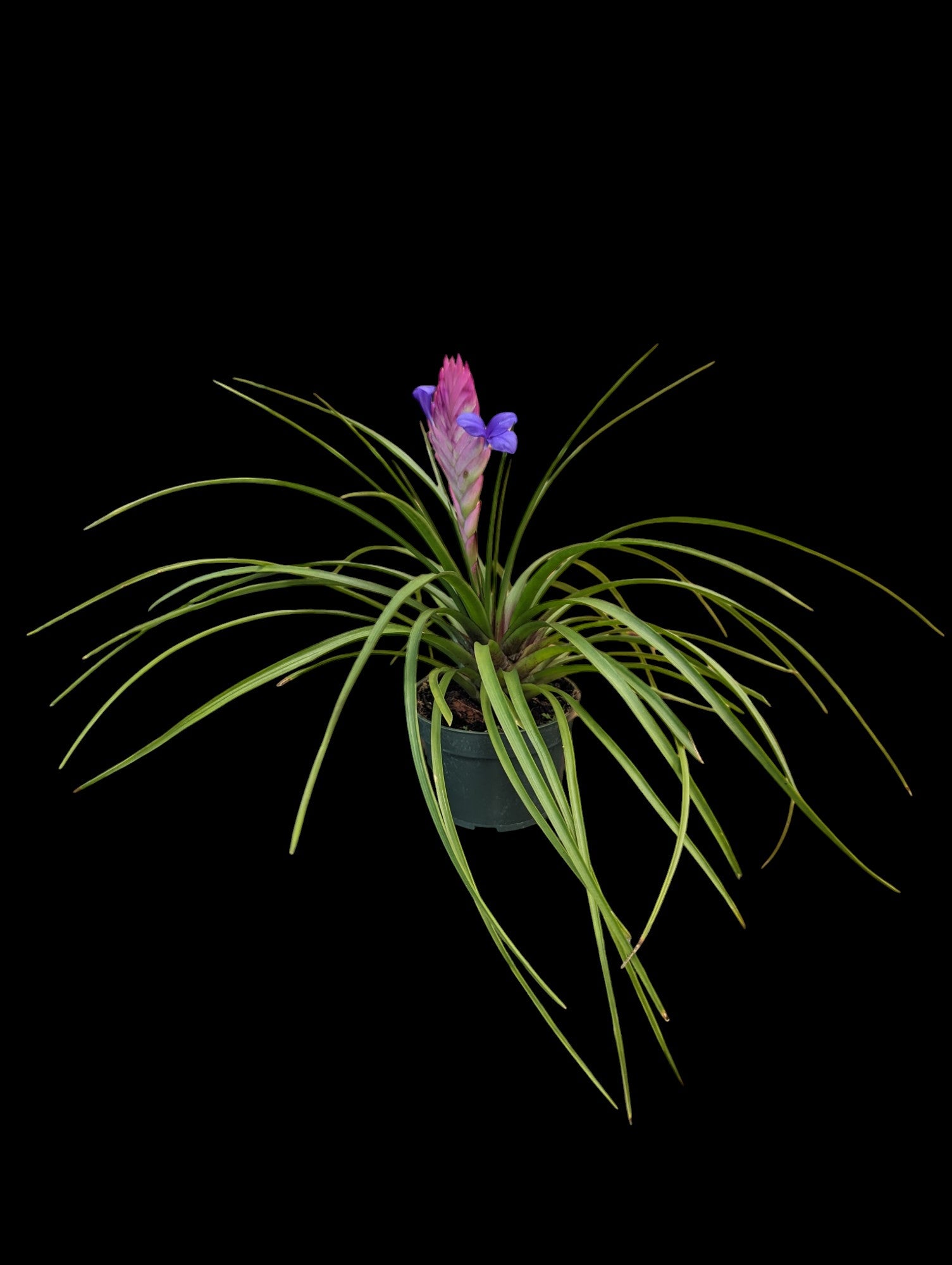 Wallisia cyanea