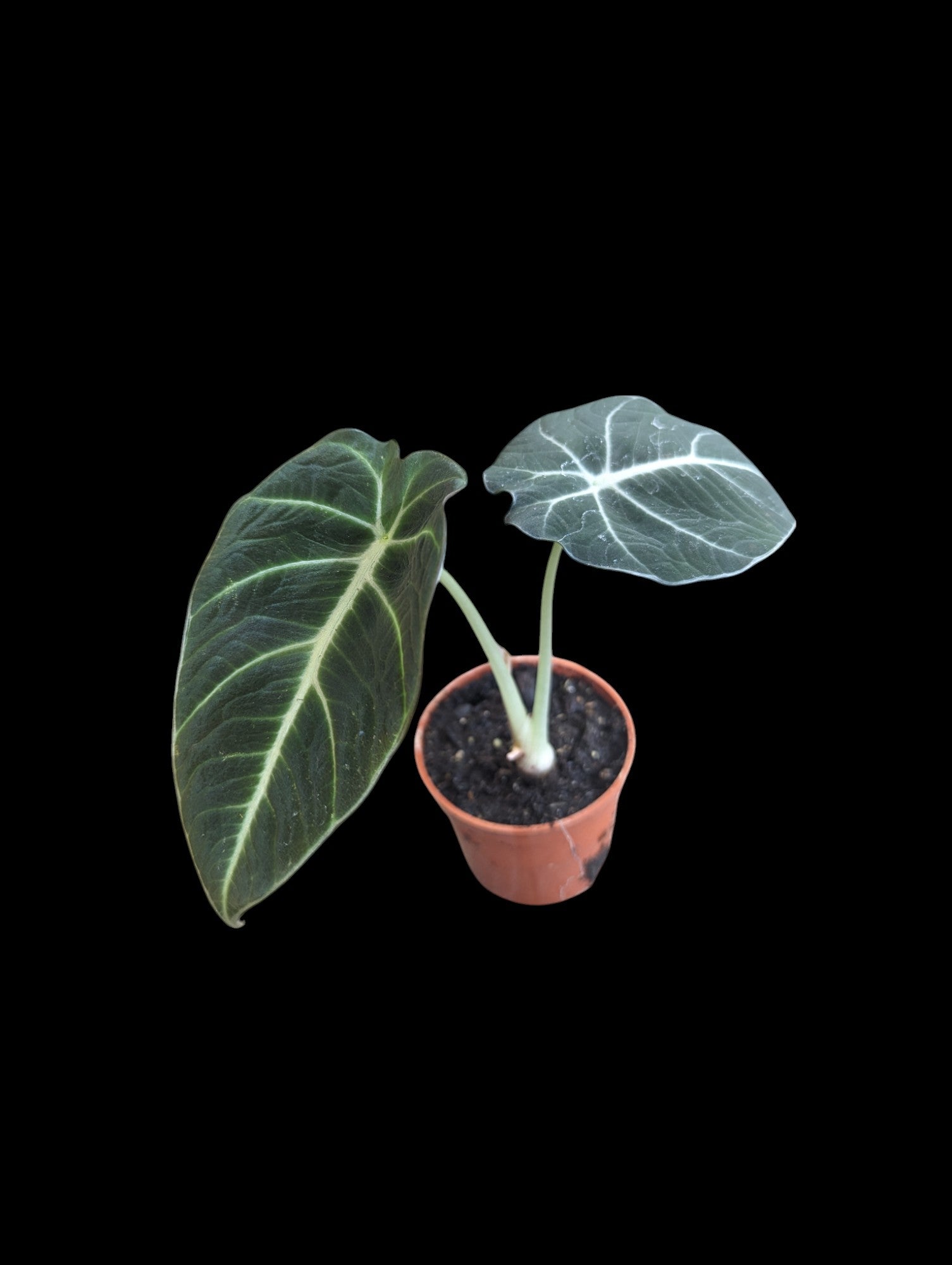 Alocasia Black Velvet