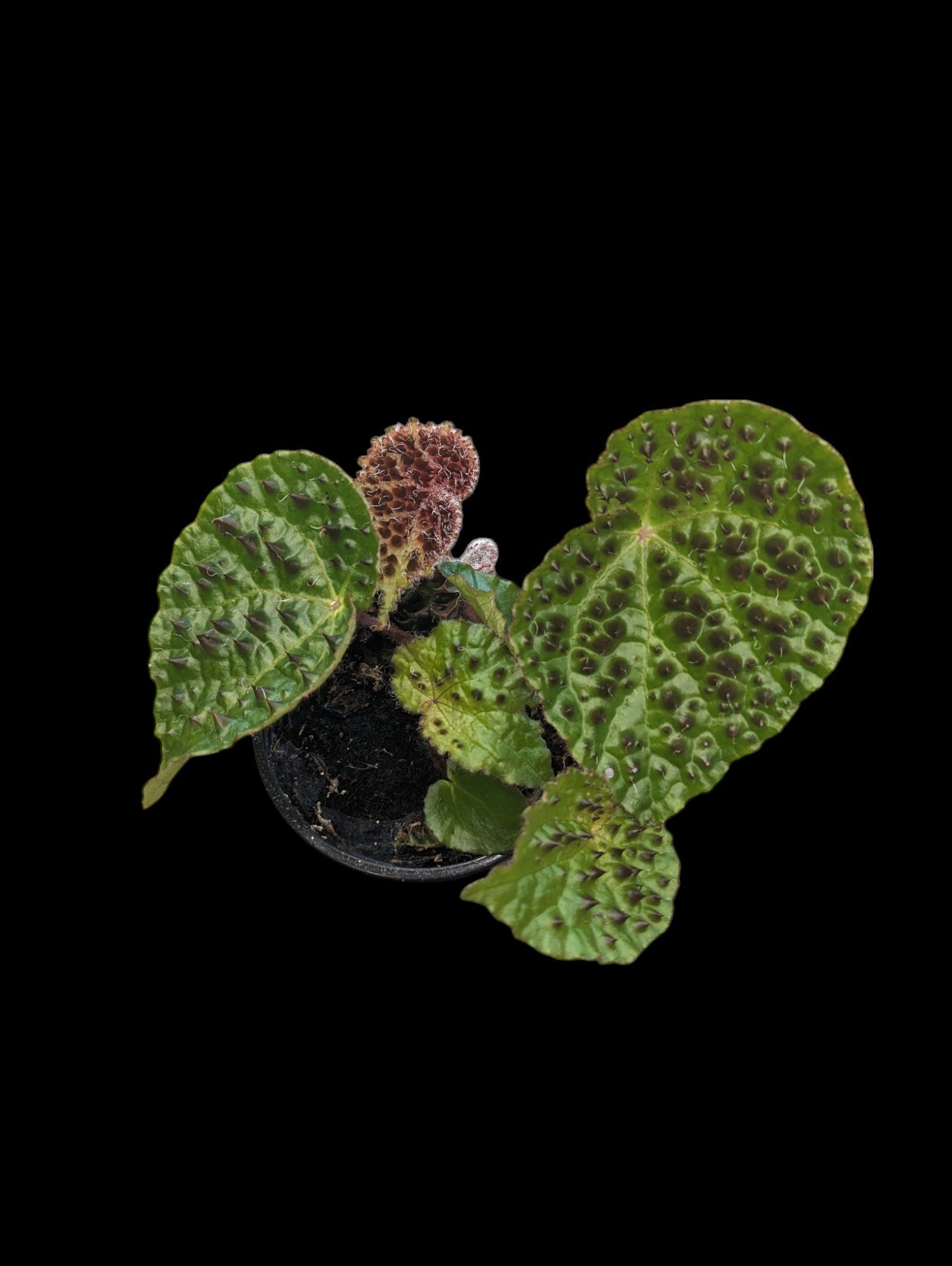 Begonia Ferox