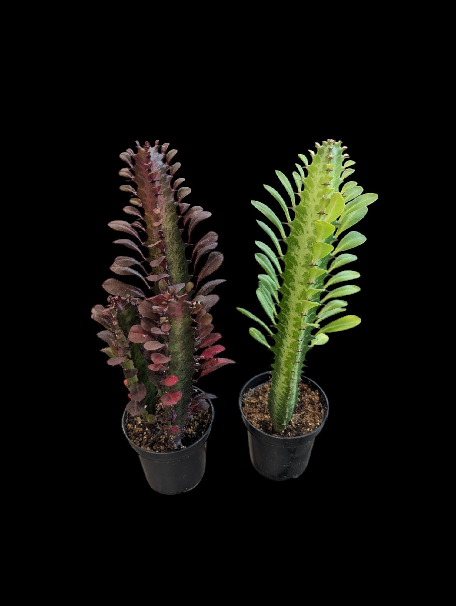 Euphorbia Trigona Variegated