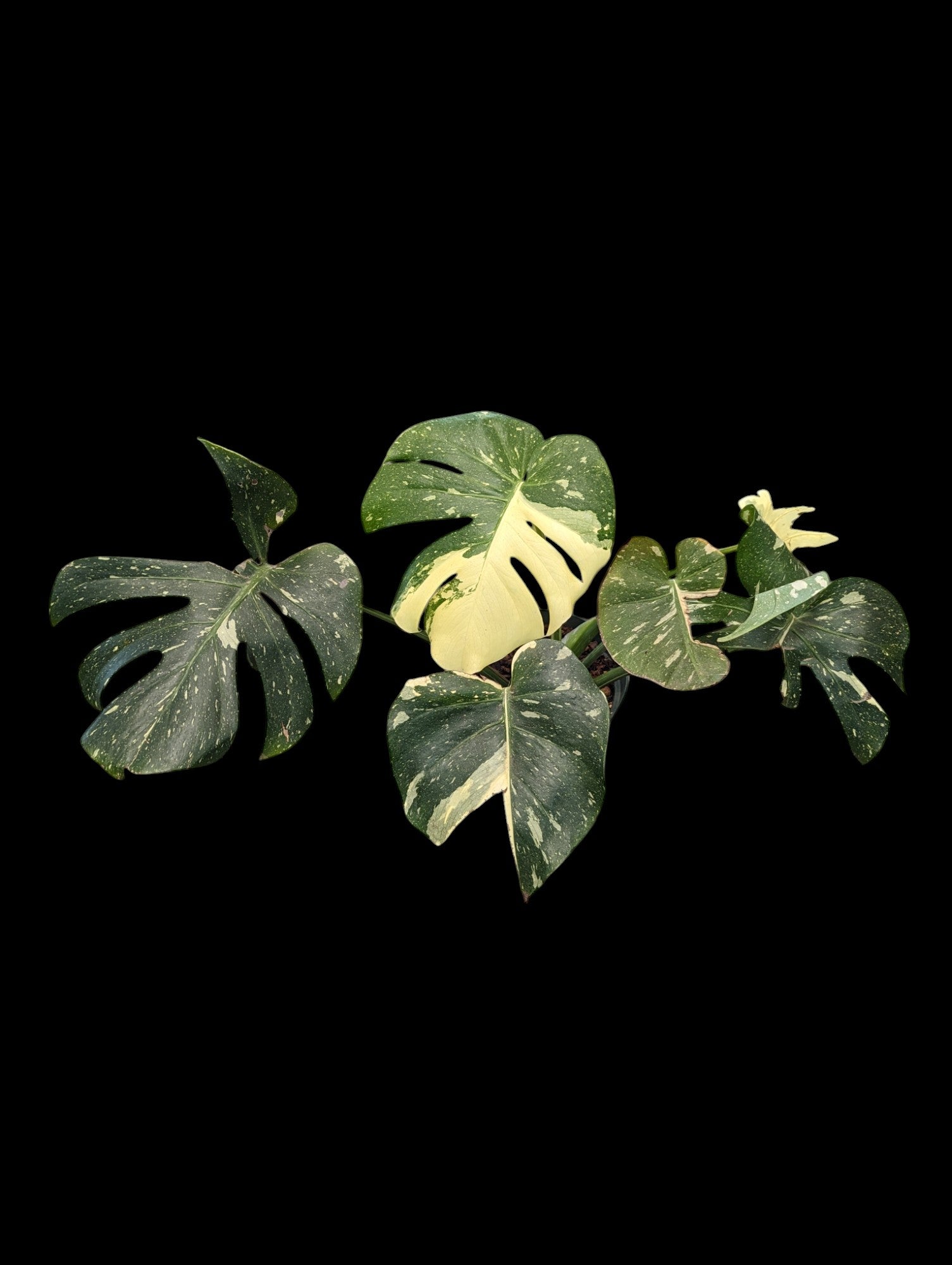 Monstera Thai Constellation