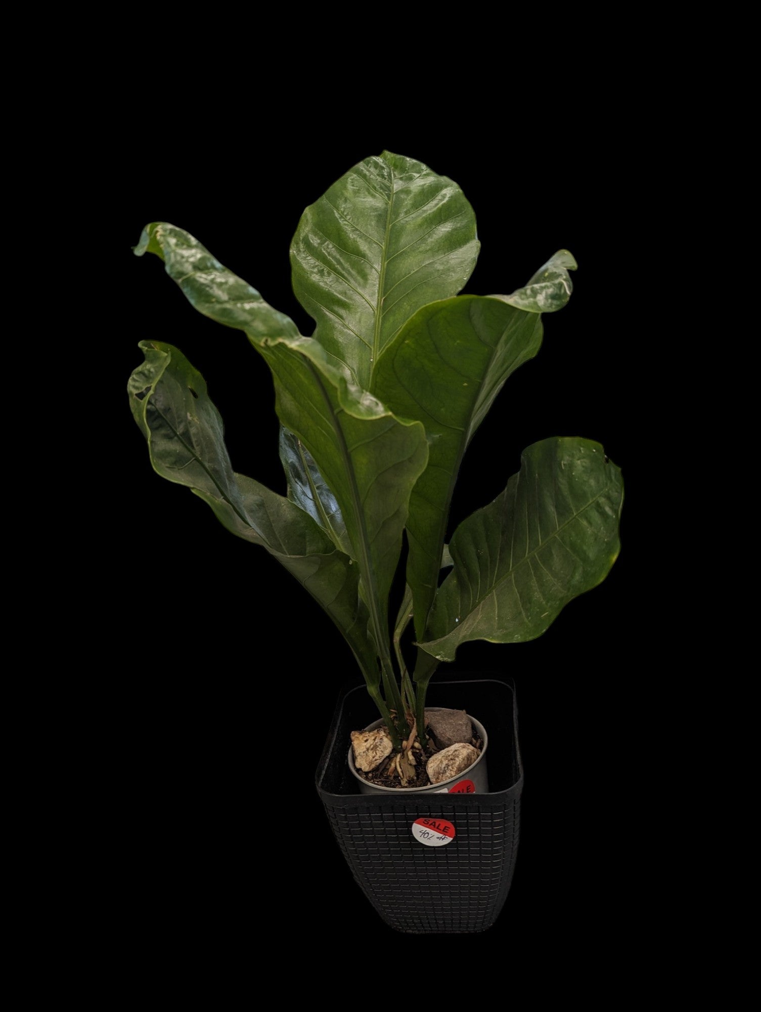 Large Anthurium sp