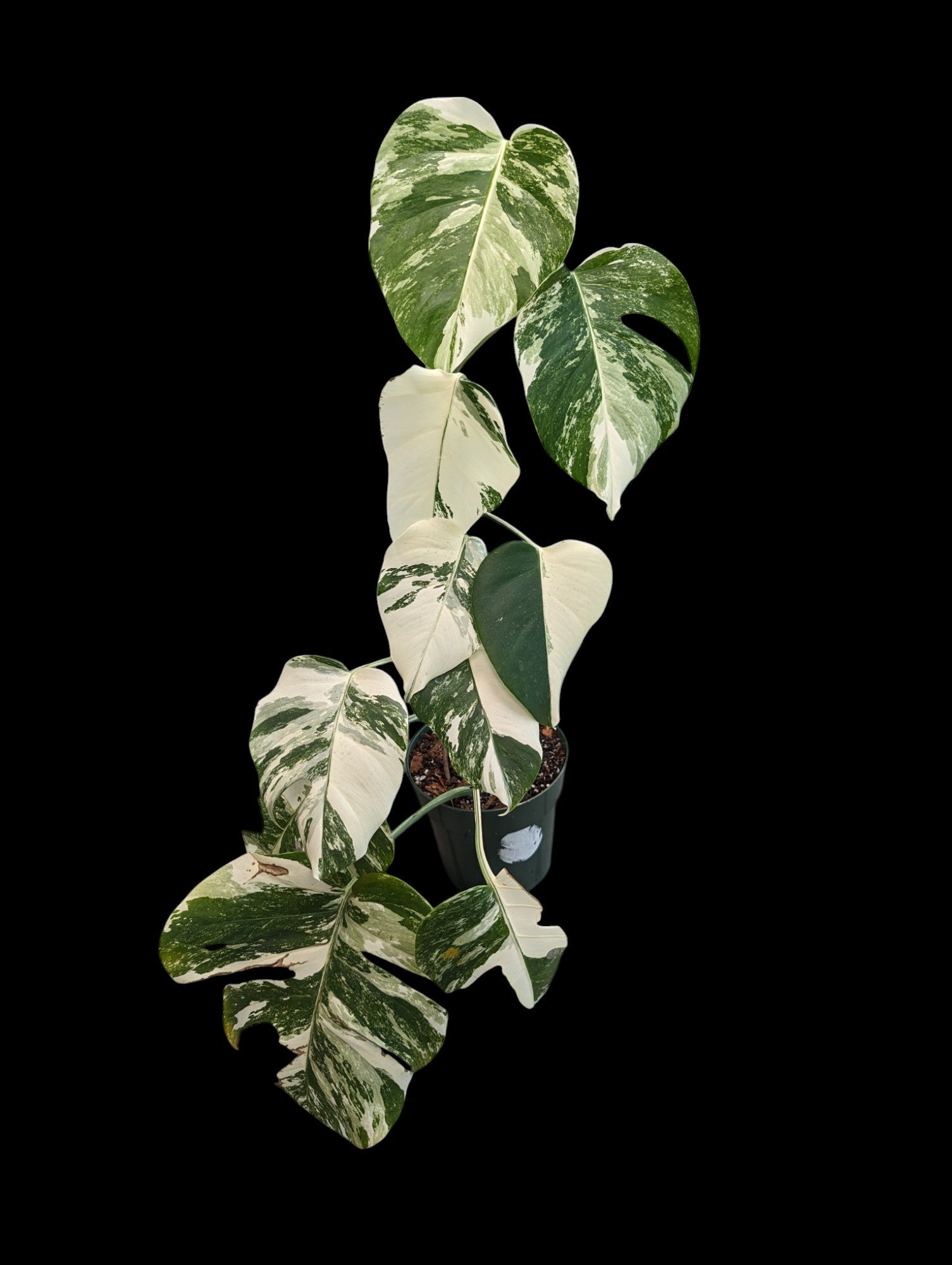 Monstera Deliciosa Albo - Specimen Specific