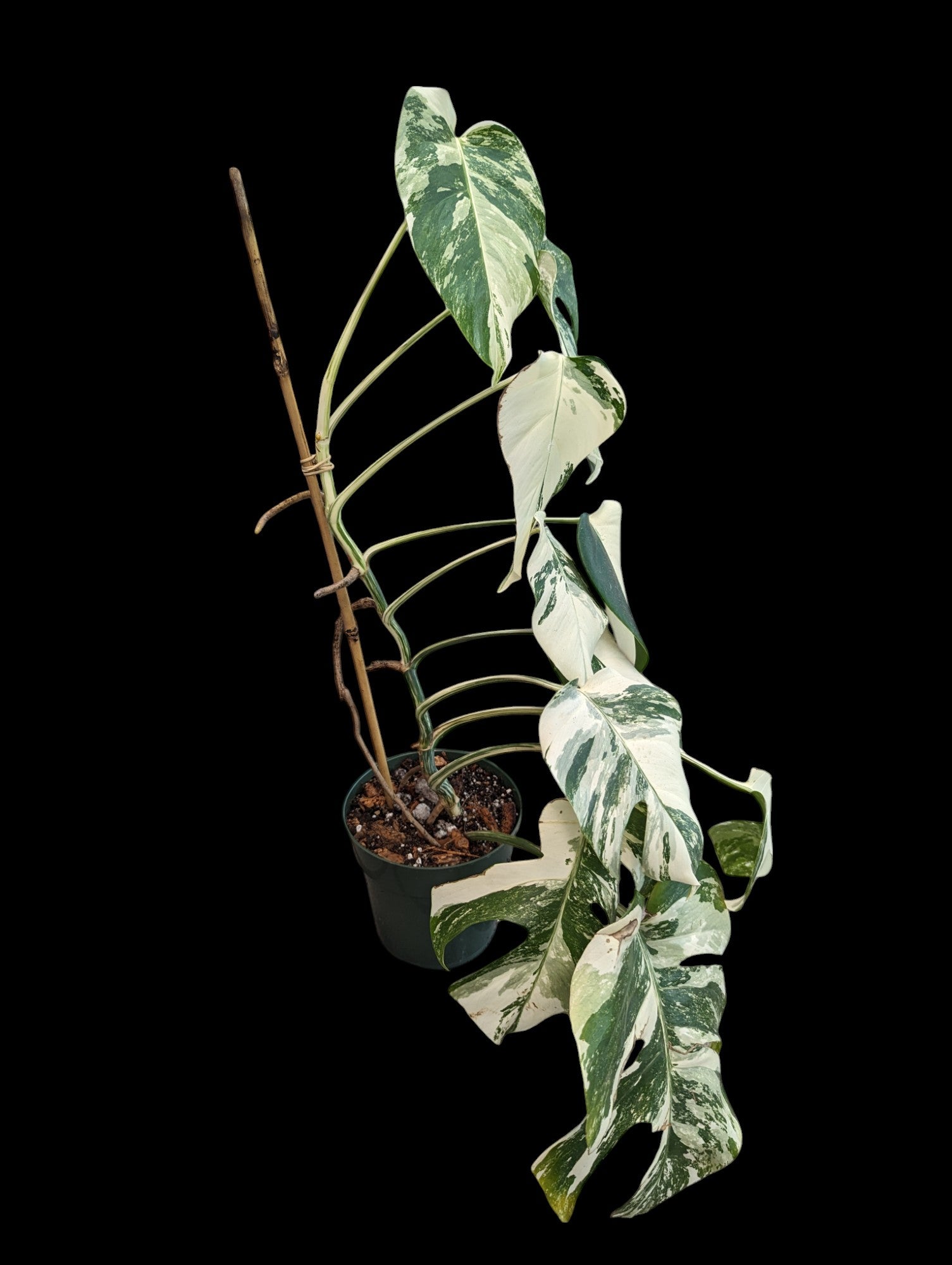 Monstera Deliciosa Albo - Specimen Specific