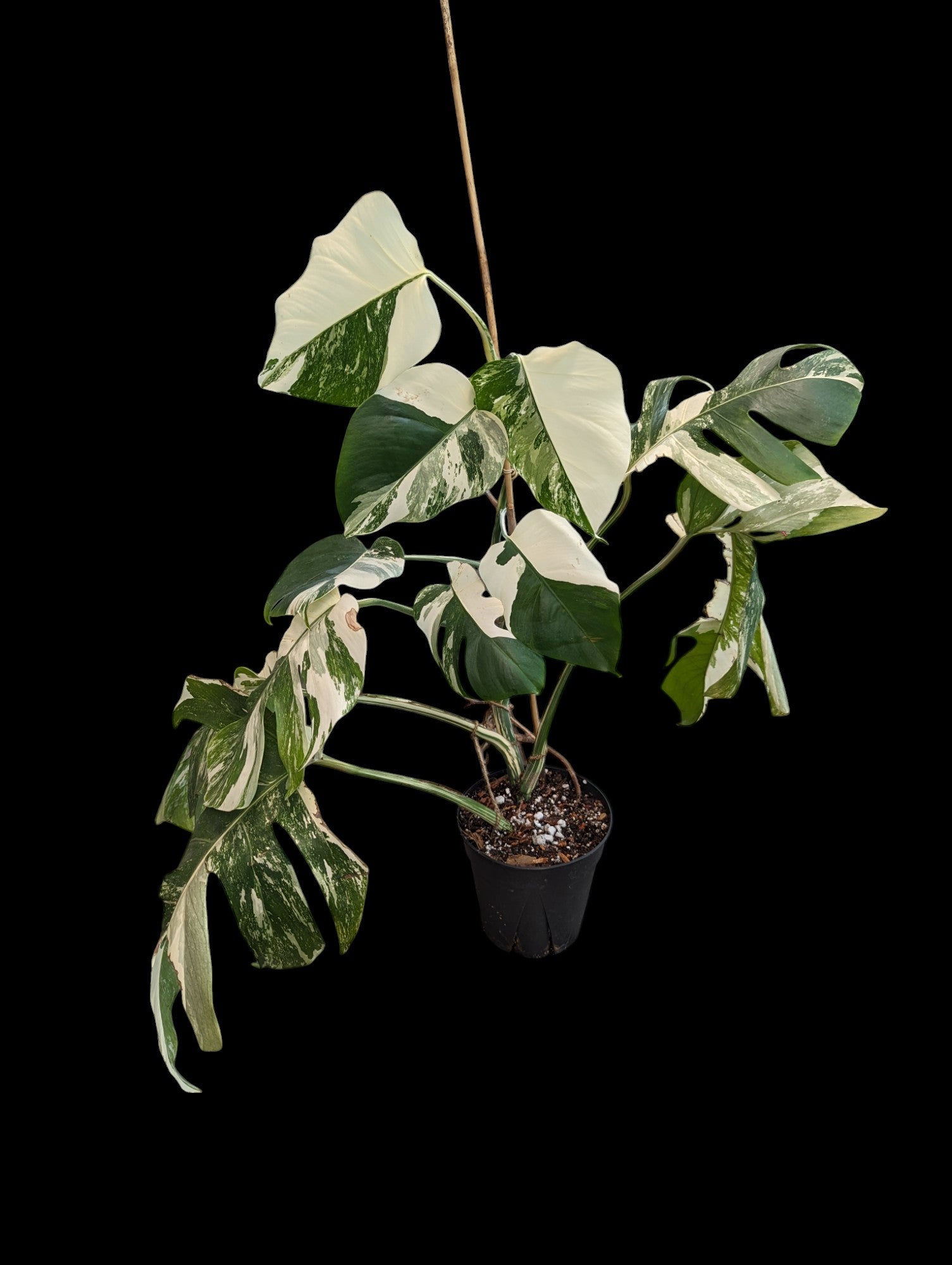 Monstera Deliciosa Albo - Specimen Specific